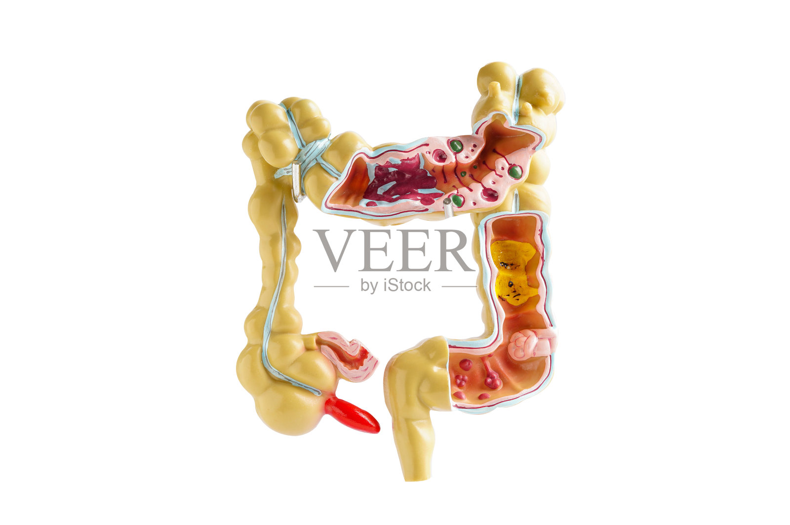 用剪切路径在白色背景上分离肠模型。，医生手持解剖模型在医院进行研究诊断和治疗。照片摄影图片