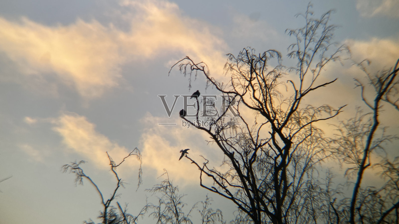 鸟儿栖息在树枝尖上照片摄影图片