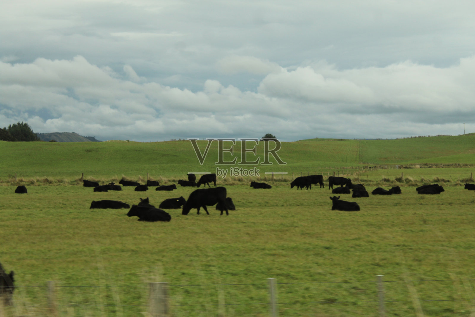 新西兰的养牛照片摄影图片