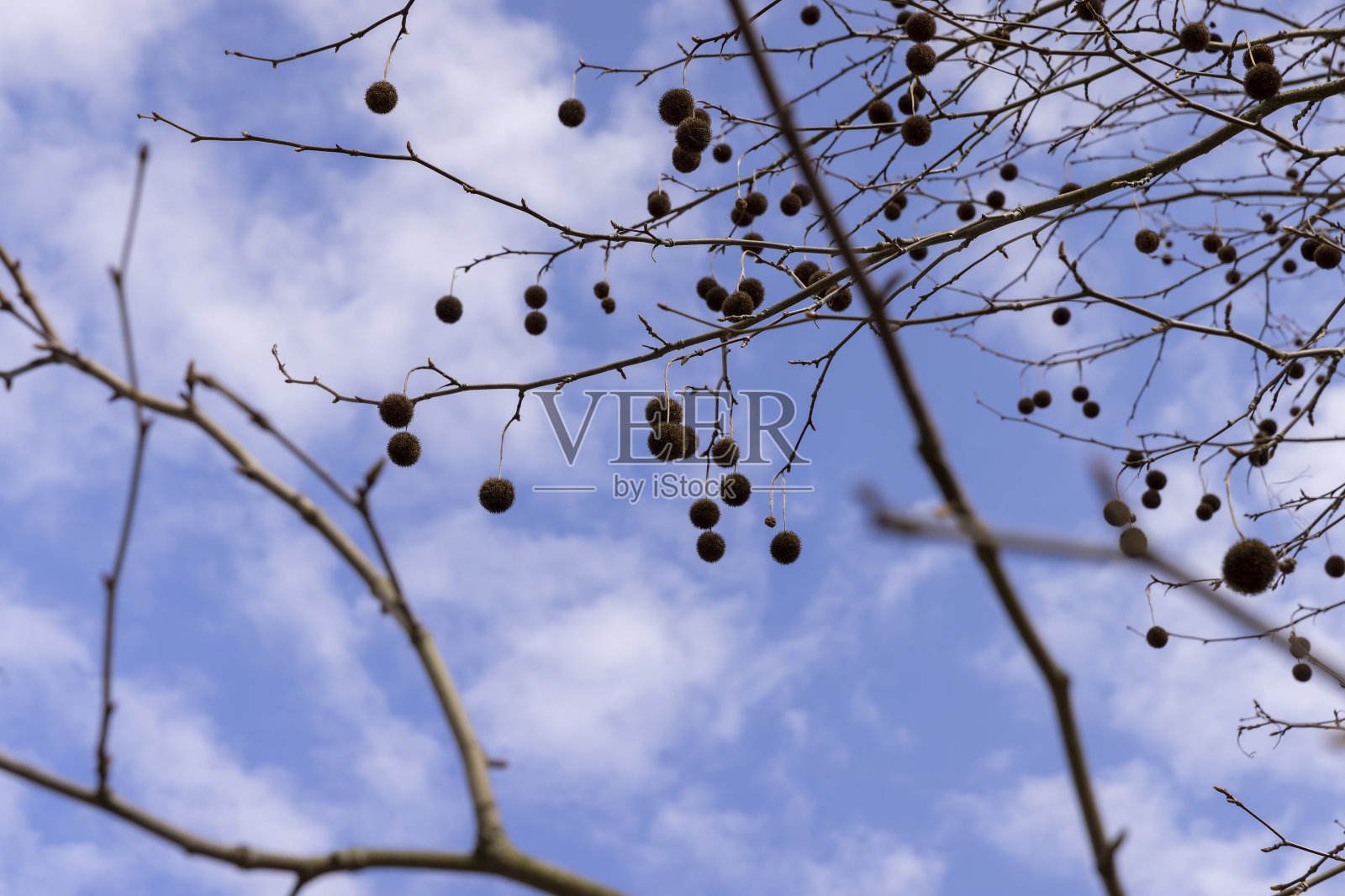 早春挂球的梧桐树照片摄影图片