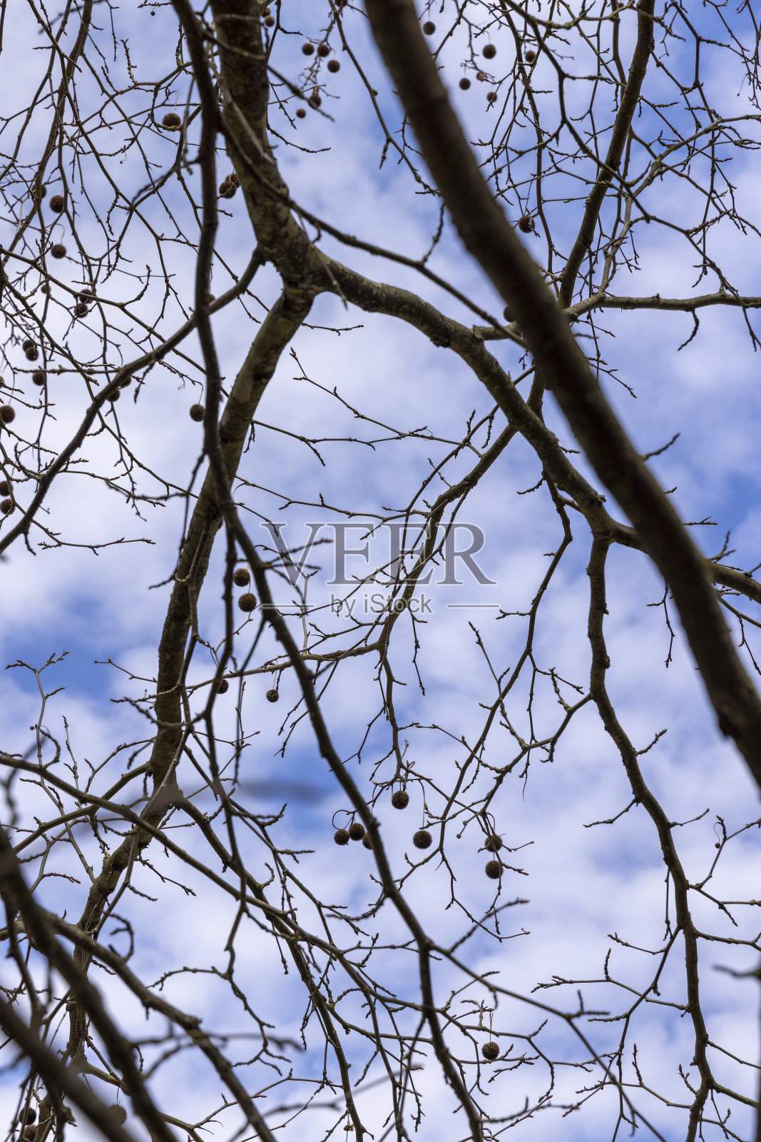 一棵高大的梧桐树，没有枝叶照片摄影图片