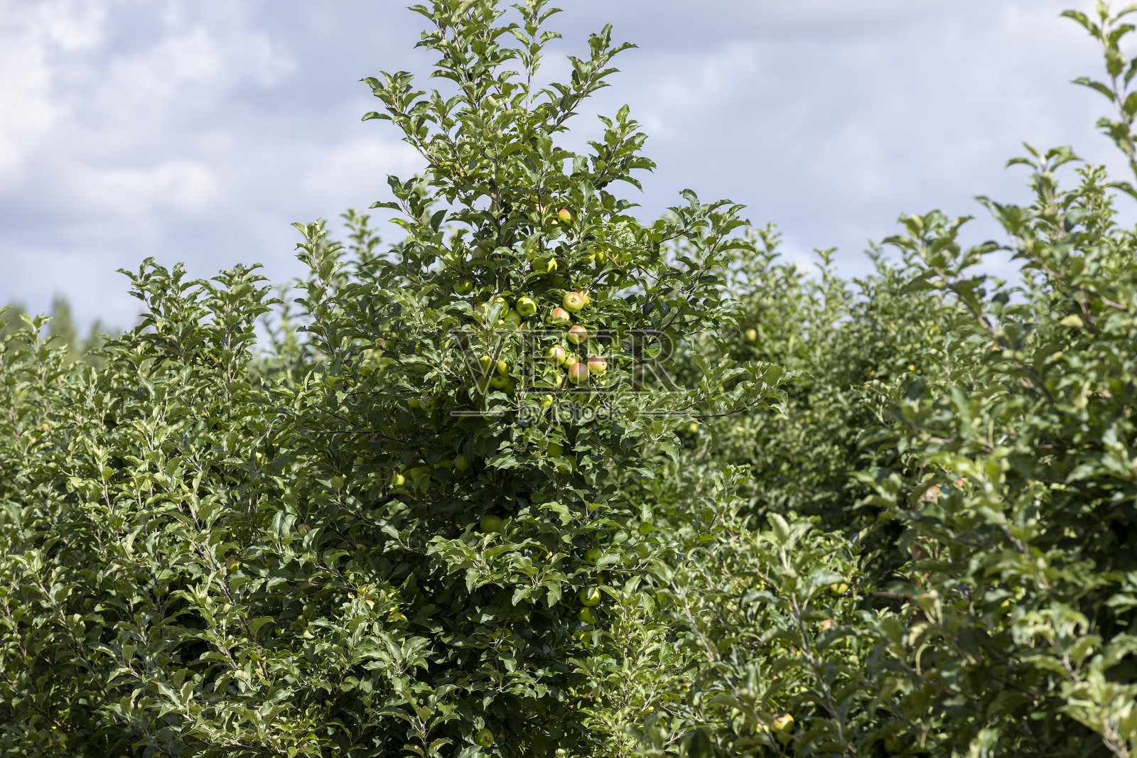 青苹果未成熟的苹果园照片摄影图片