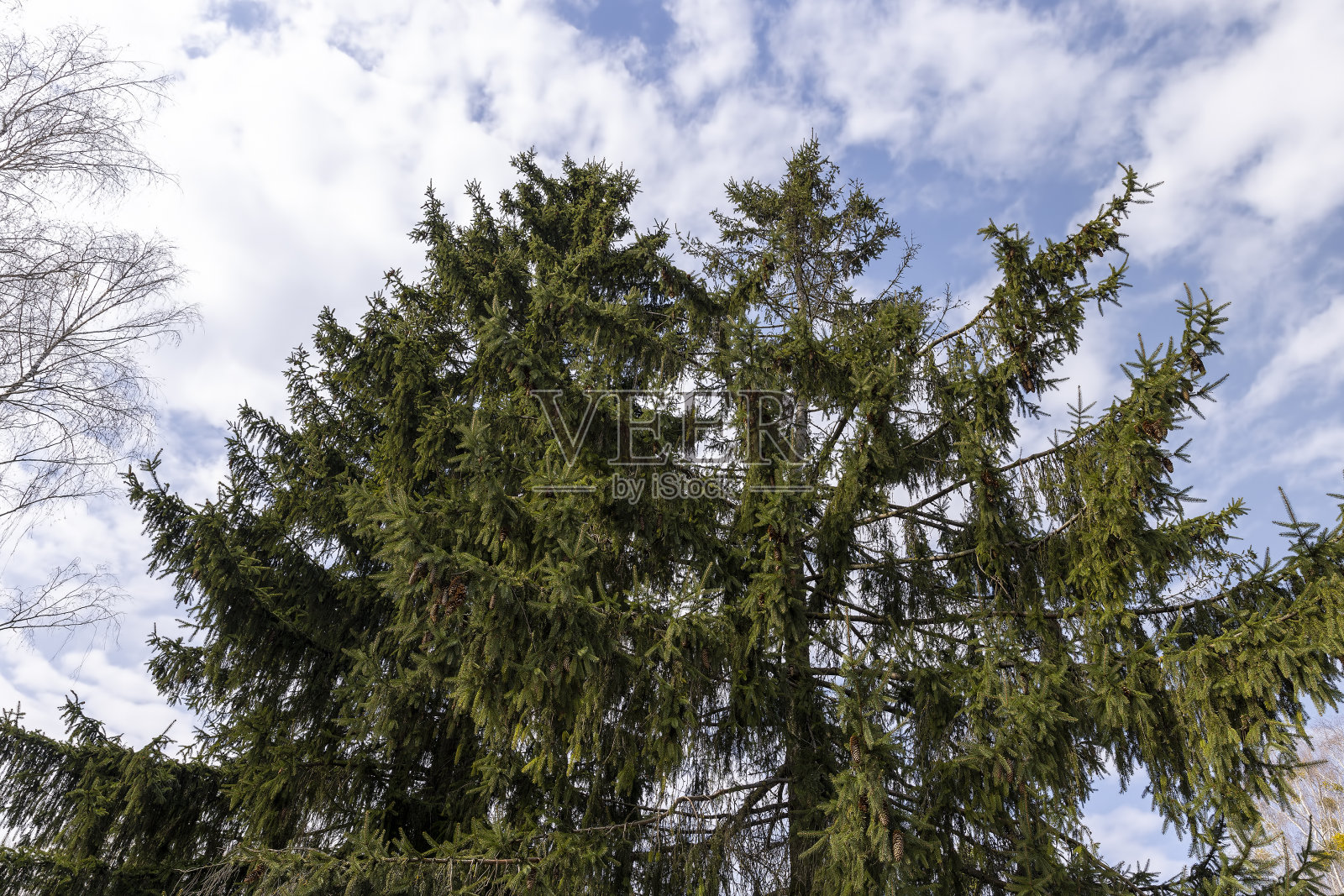 有些树在春天多云的天气里发芽照片摄影图片