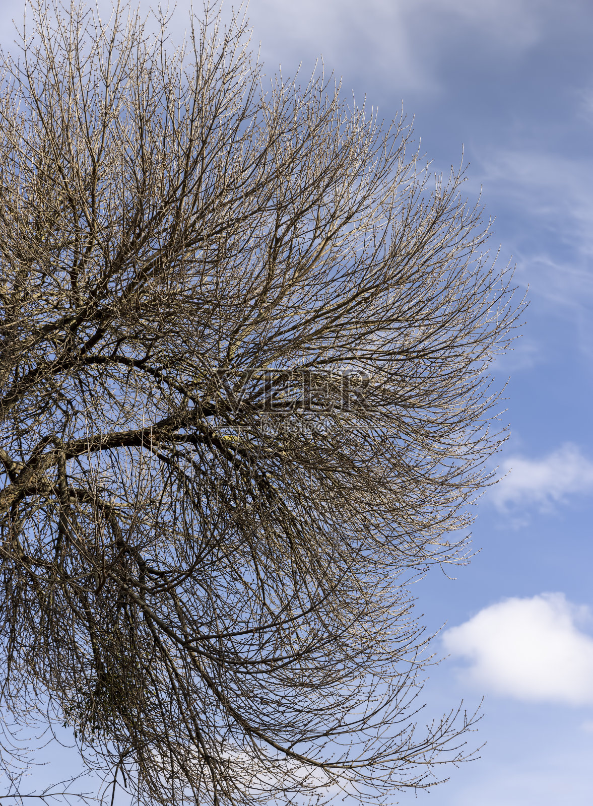 春天公园里光秃秃的柳树照片摄影图片