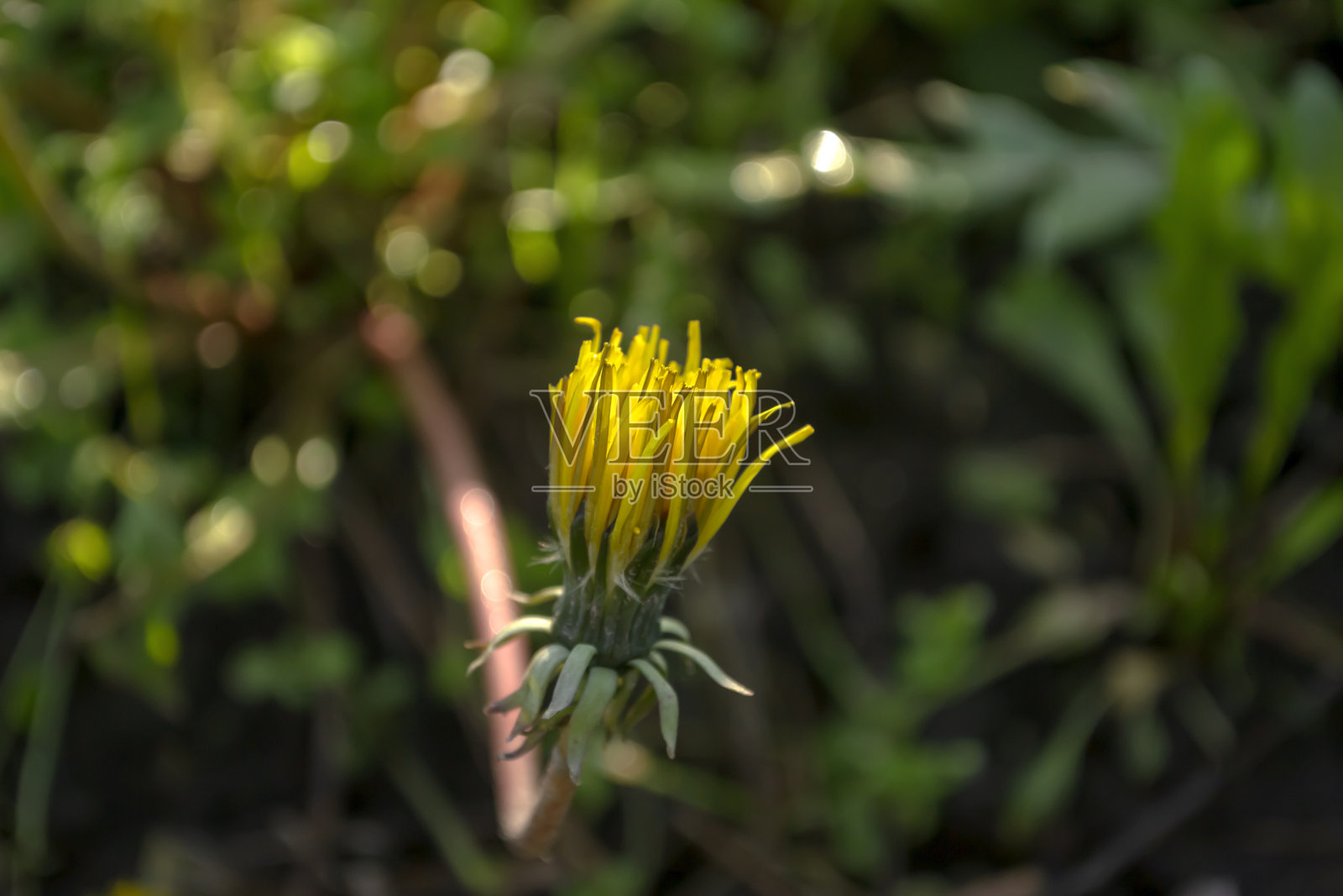 蒲公英的黄花几乎闭合了。绿色背景上的蒲公英。黄色的蒲公英闭合了。照片摄影图片