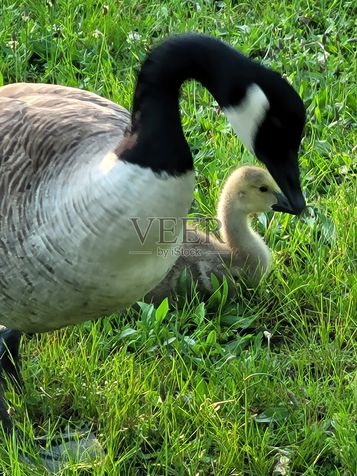 鹅妈妈和鹅宝宝照片摄影图片