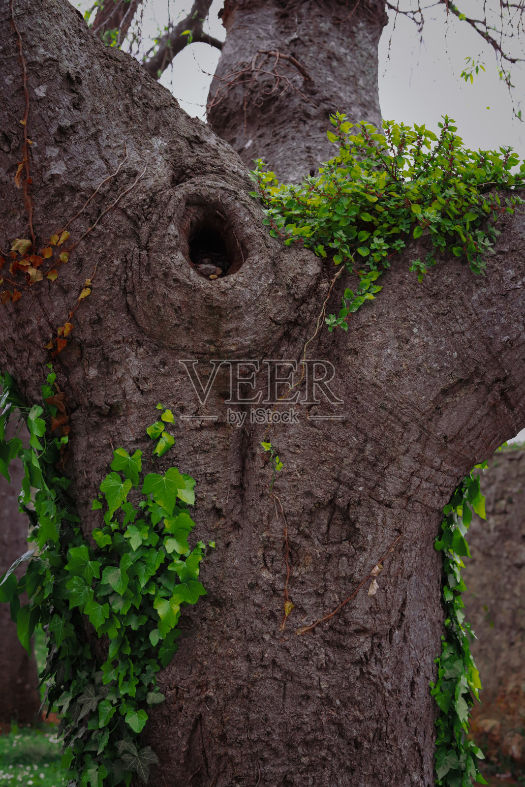 罗维尼之旅照片摄影图片