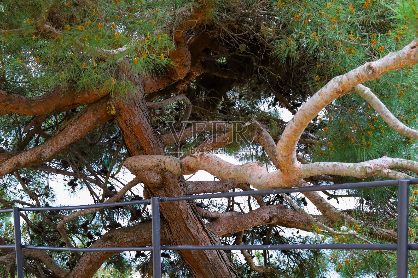 罗维尼之旅照片摄影图片