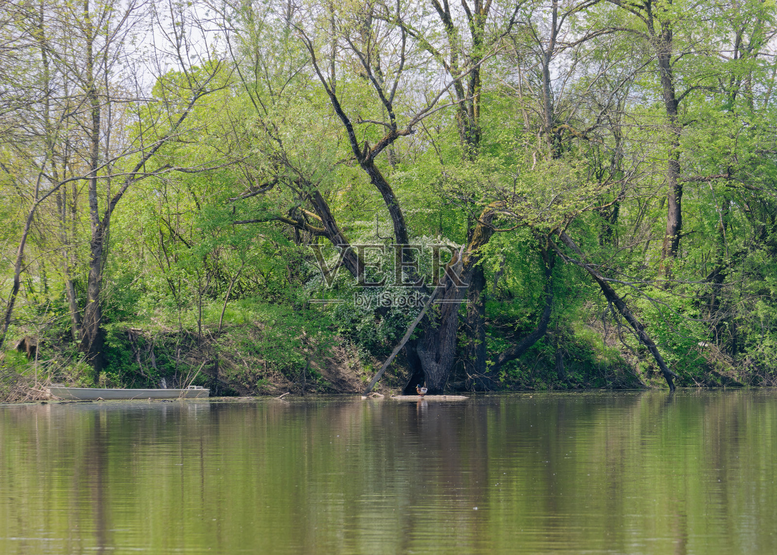 在克罗地亚波列自然公园，从一艘观光太阳能船上俯瞰美丽的树木繁茂的Lonjsko萨瓦河河岸照片摄影图片