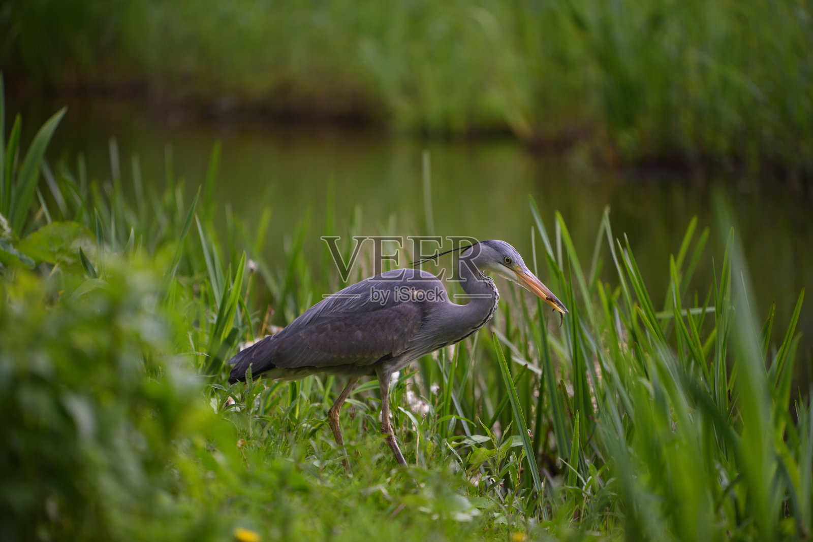 自然水鸟鸭鹅照片摄影图片