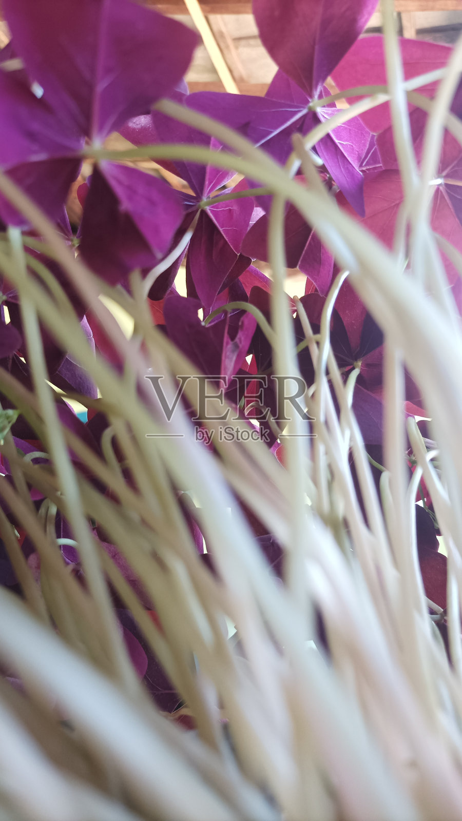 院子里盛开的三角草照片摄影图片