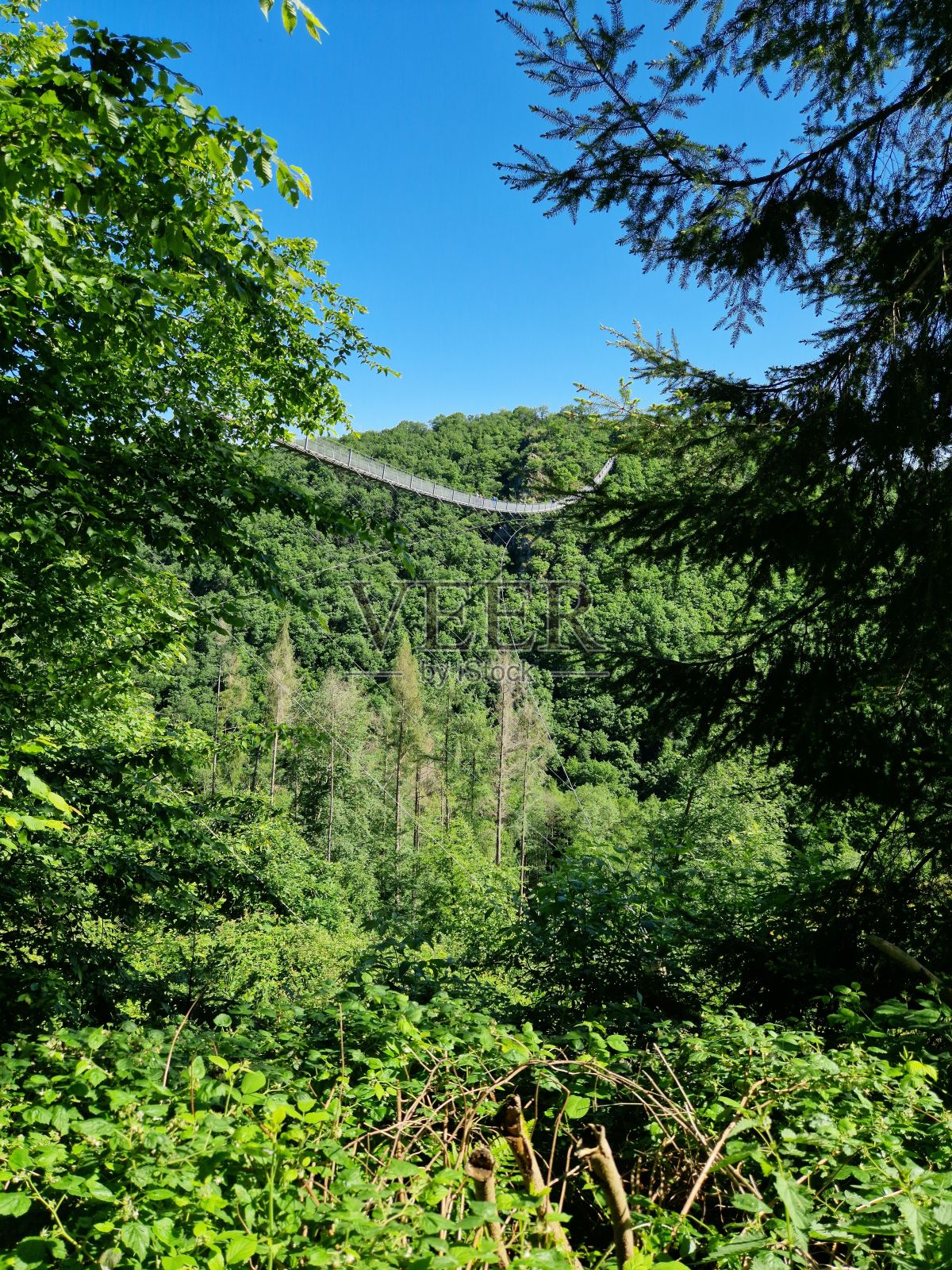 Geierlay悬索桥景观，周围环绕着郁郁葱葱的绿色植物。Sosberg,德国。照片摄影图片