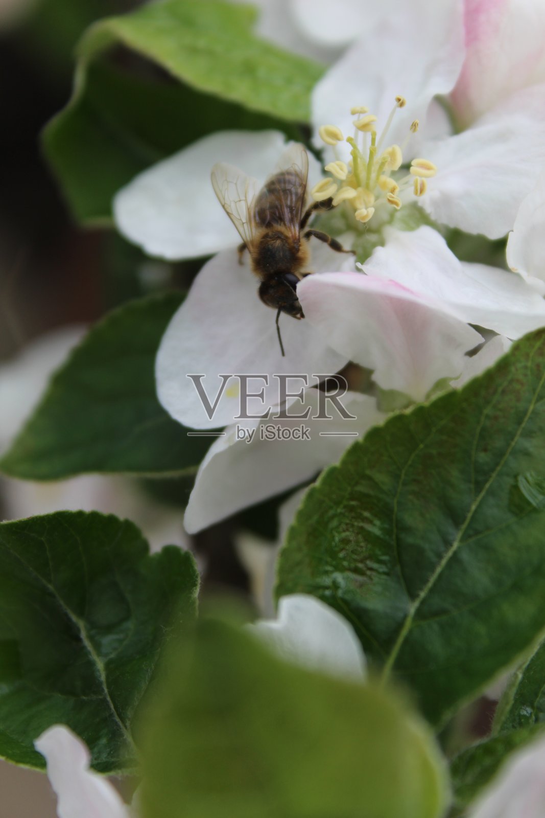 苹果树花照片摄影图片