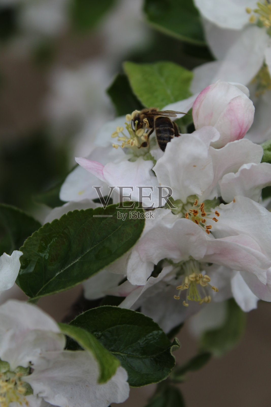 苹果树花照片摄影图片