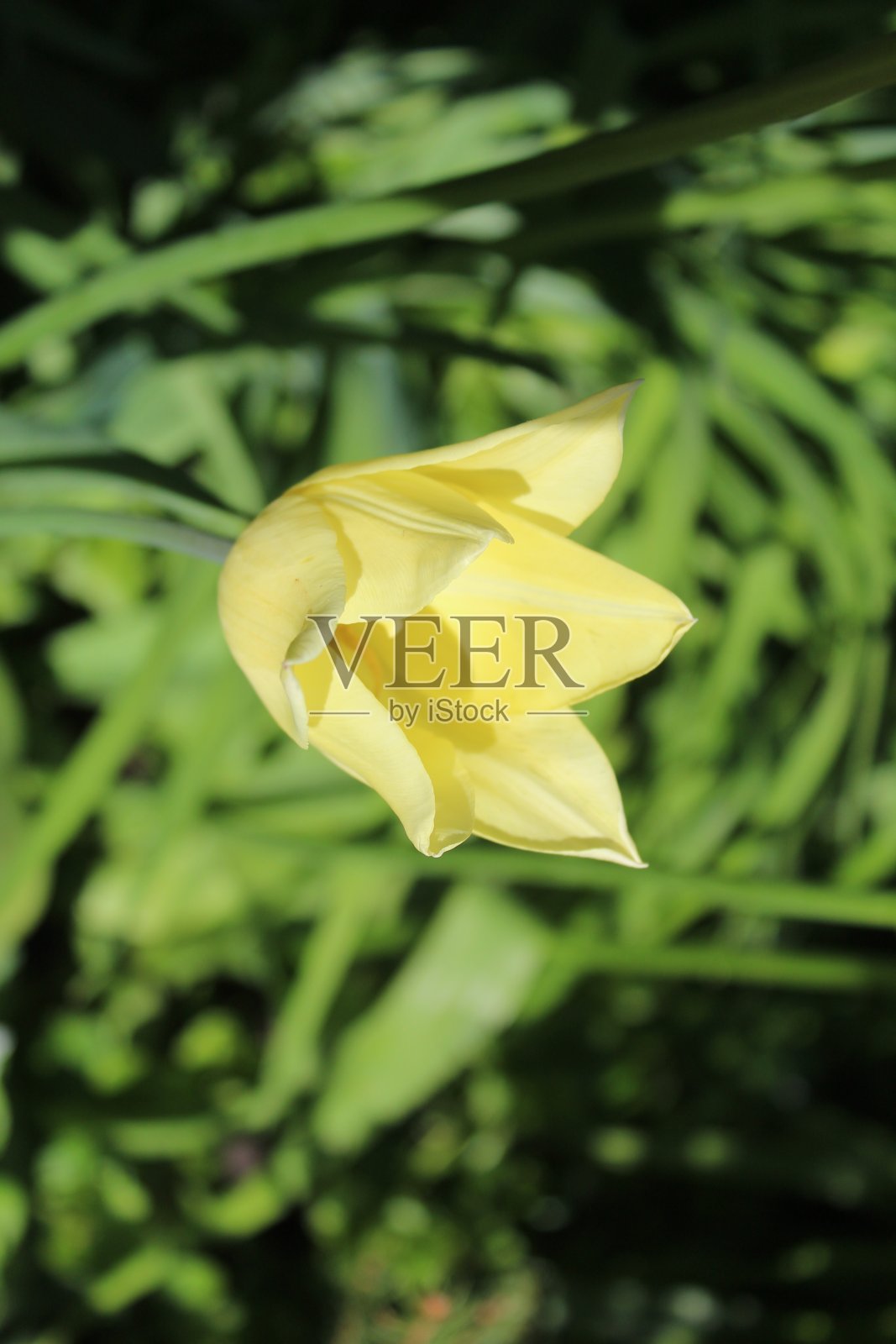 黄郁金香花照片摄影图片