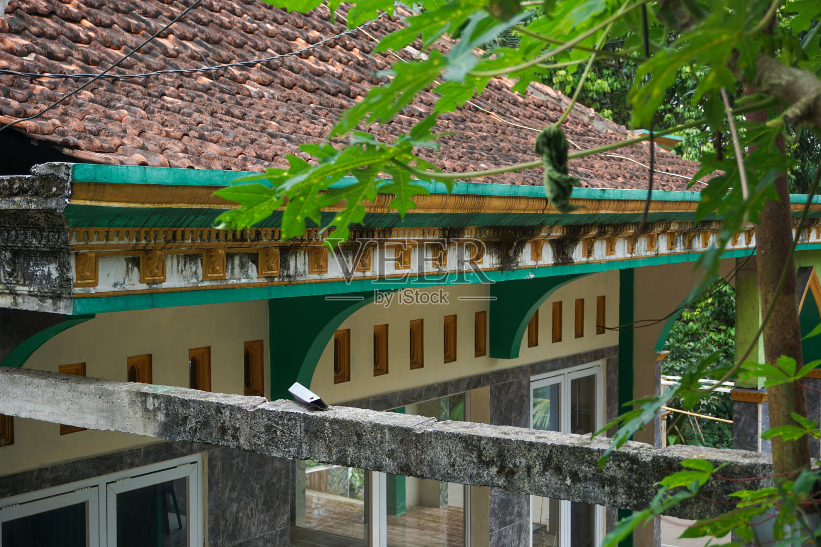 花园和院子里植物的库存照片照片摄影图片