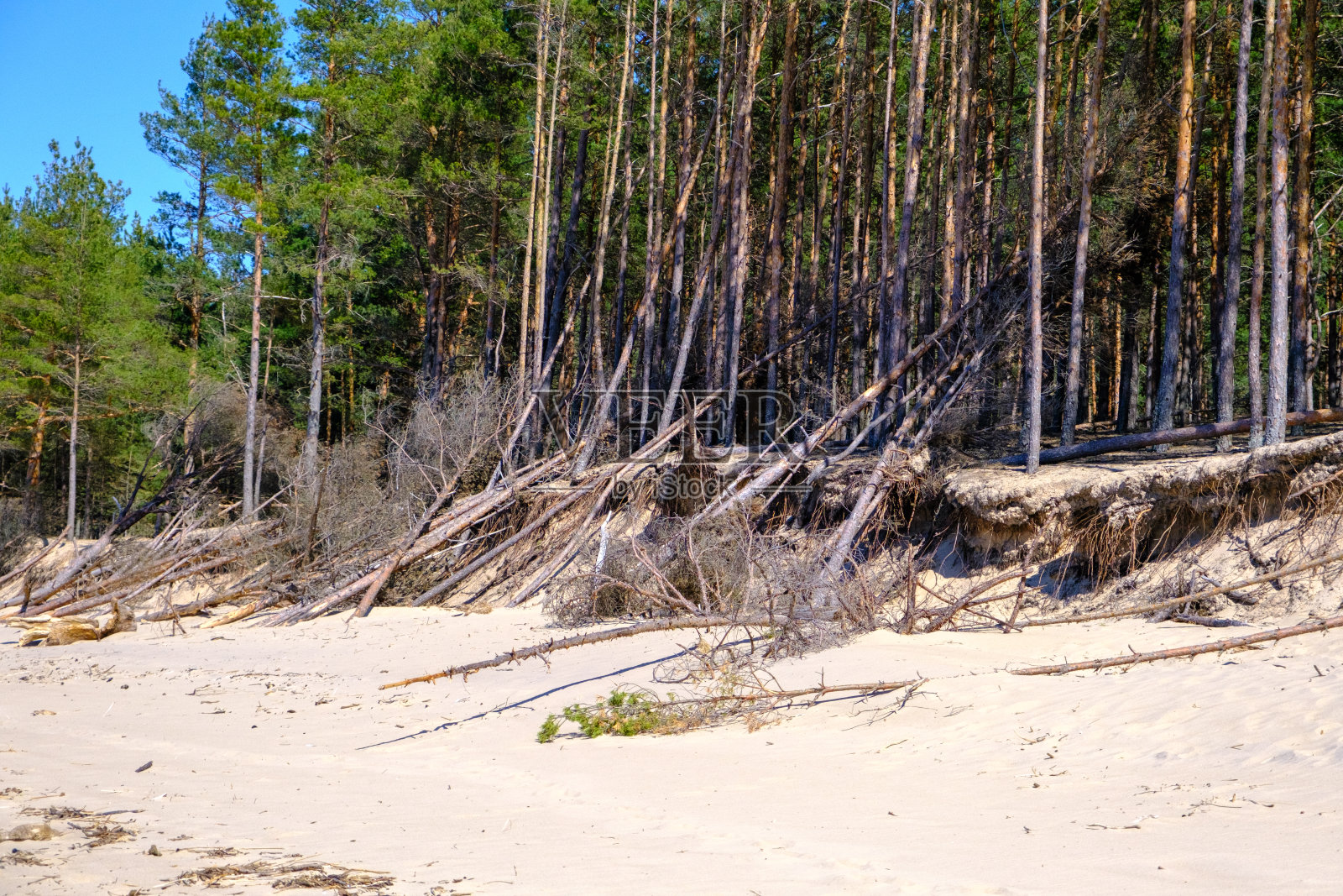 波罗的海沿岸受海岸侵蚀影响。沿海倒下的树木照片摄影图片