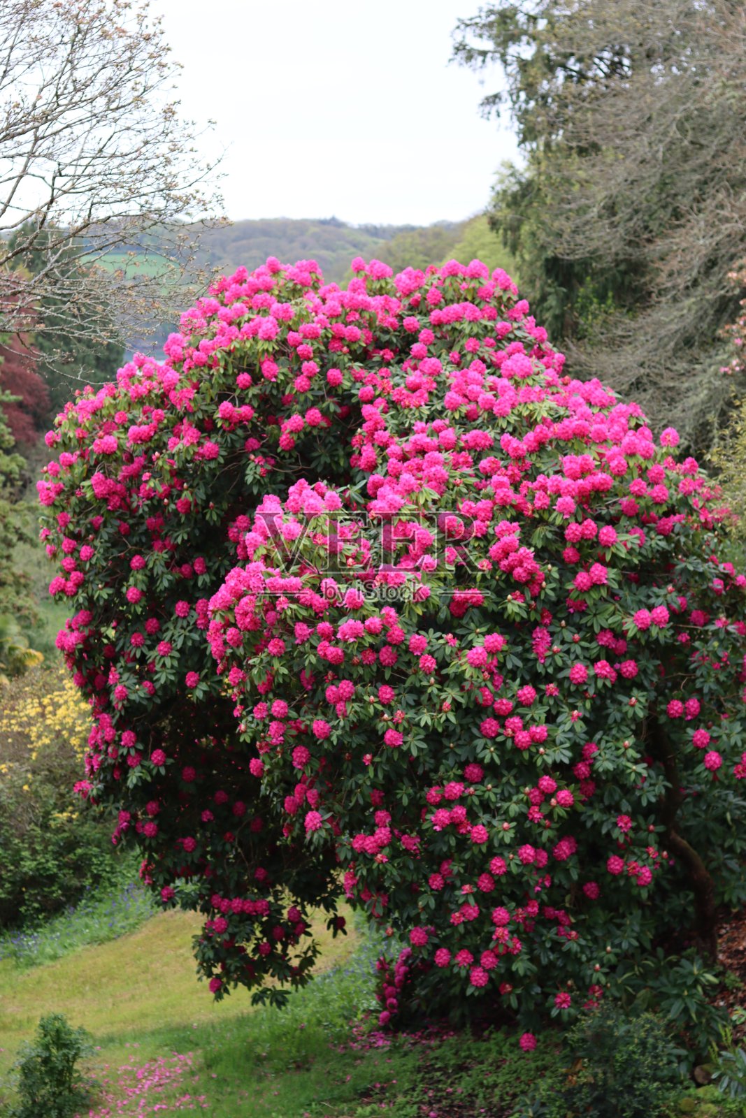 巨大的杜鹃花丛覆盖着大量明亮的粉红色花朵照片摄影图片