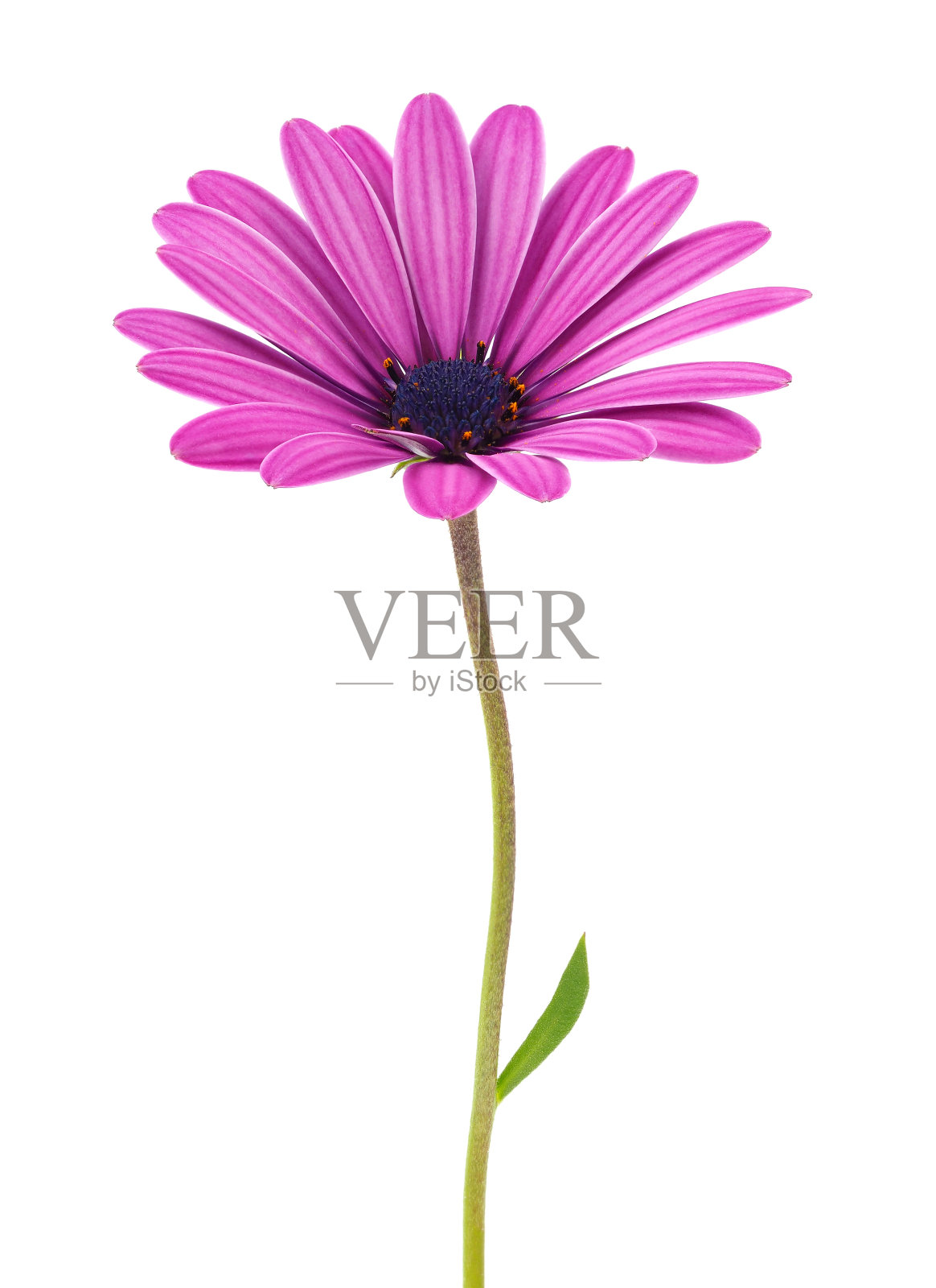 在白色背景上孤立的玛格丽特角，双角蕨照片摄影图片