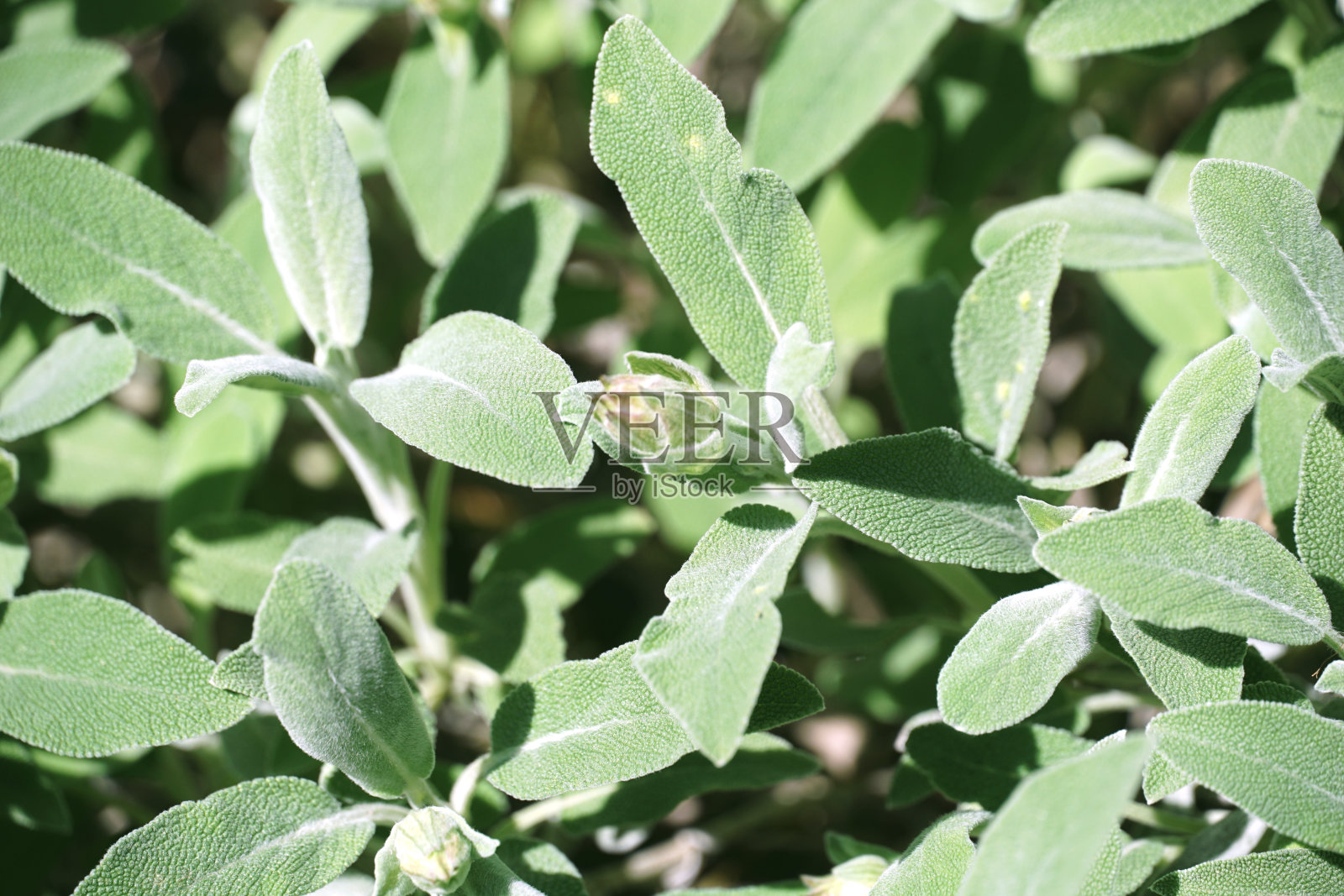 一种即将开花的灌木上的本地鼠尾草的多叶多毛叶子照片摄影图片