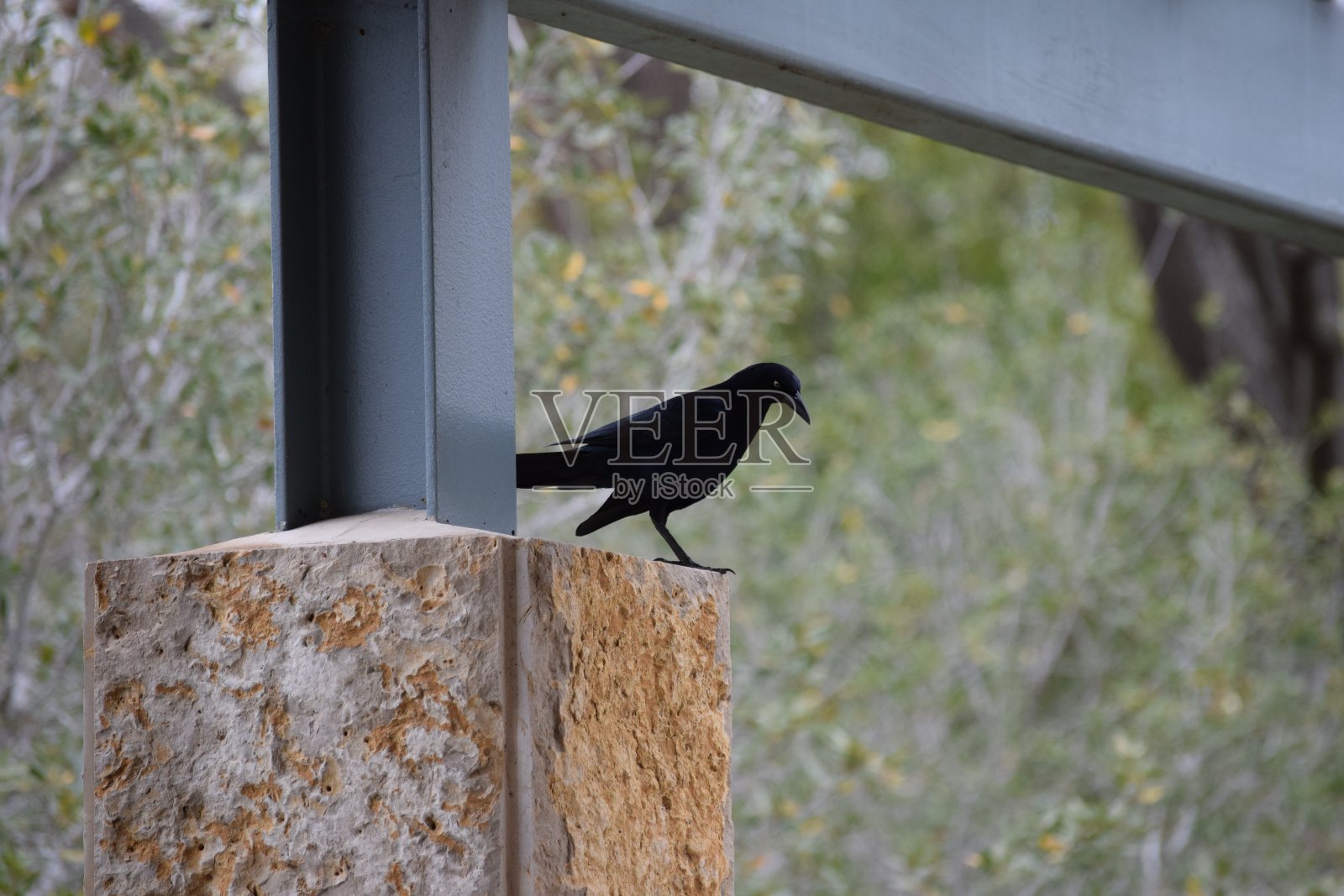 鲈鱼照片摄影图片