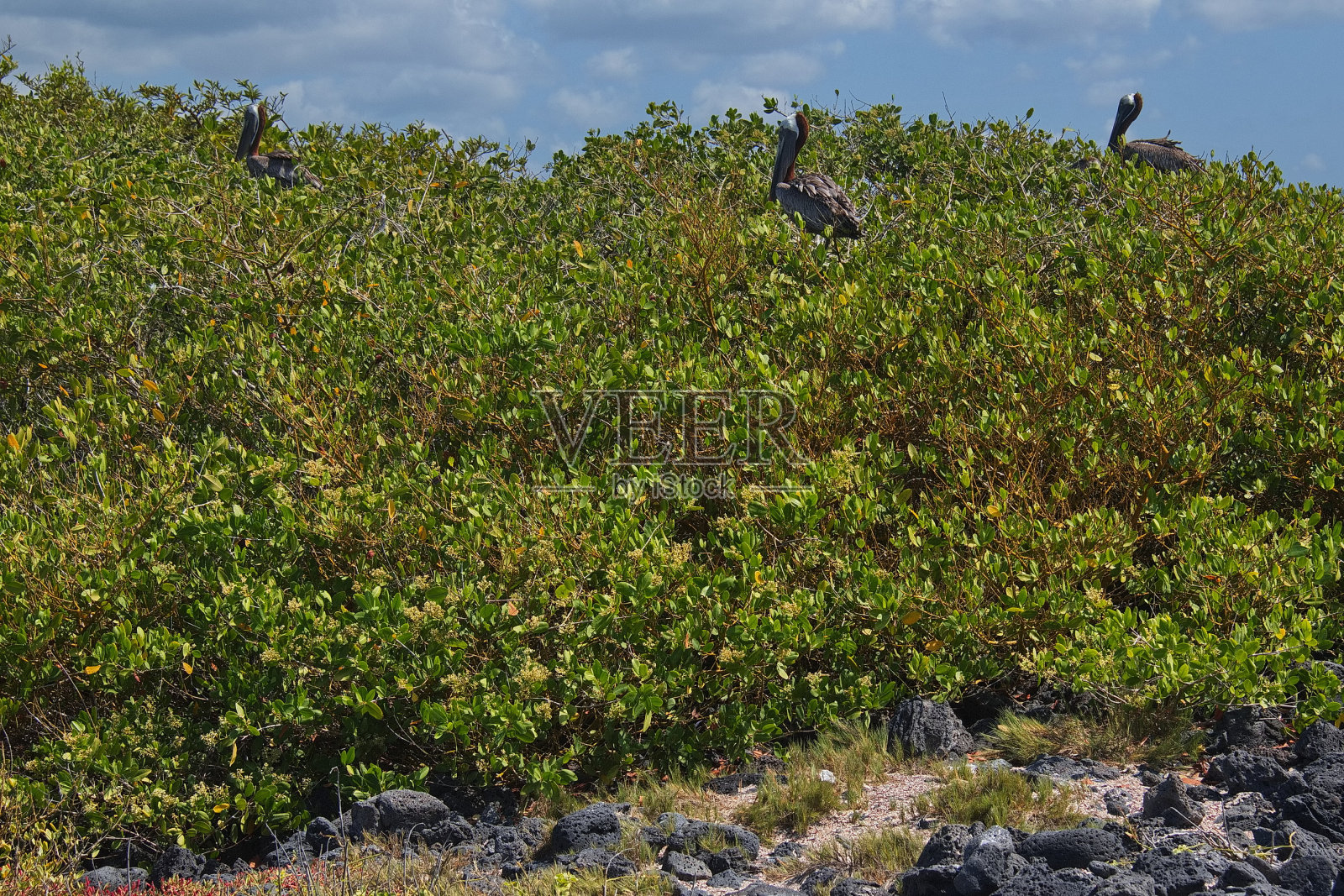 南美洲厄瓜多尔加拉帕戈斯群岛圣克鲁斯岛阿约拉港托尔图加湾的褐鹈鹕照片摄影图片