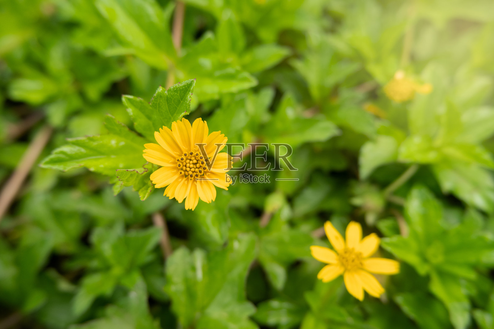 对具有强光效应的矛叶菖蒲黄花进行了选择性研究。软焦点照片摄影图片