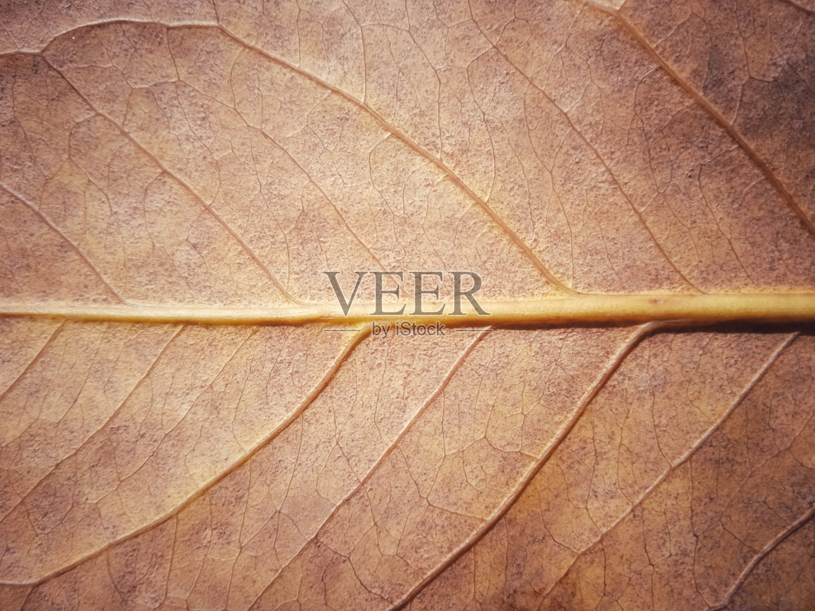 干水苹果叶骨特写。水草叶照片摄影图片