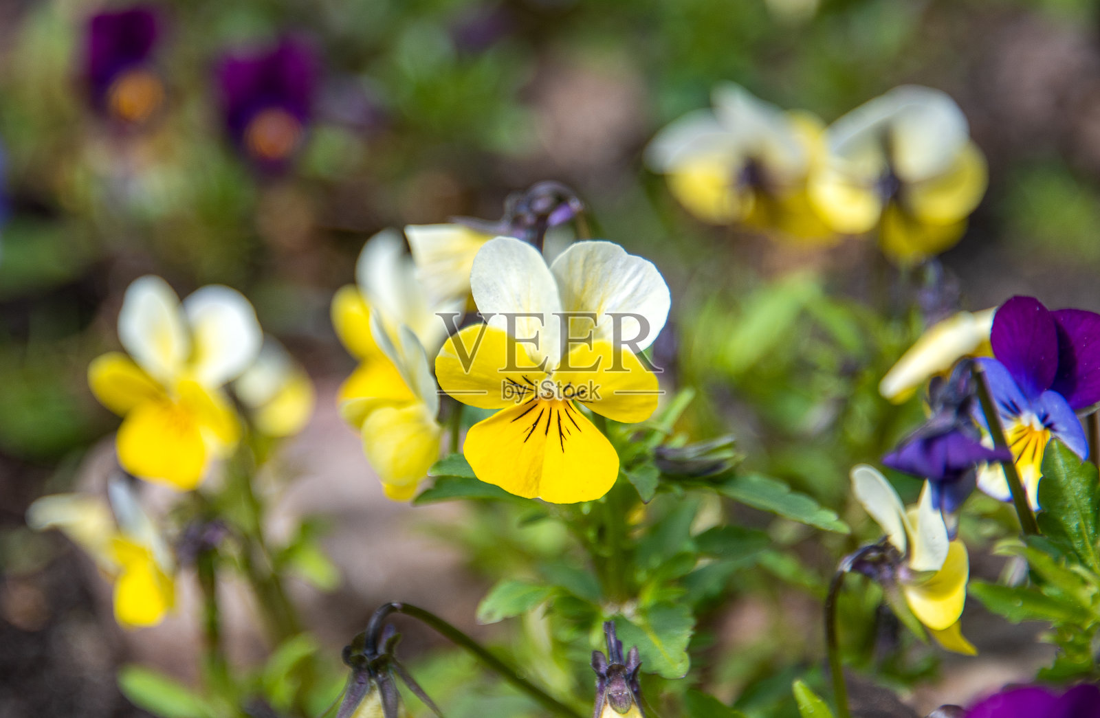 白黄色樱草花的柔焦特写。照片摄影图片