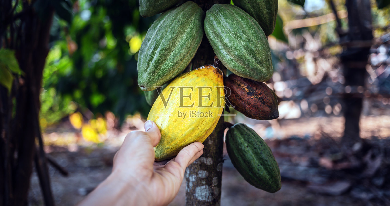 收获农业可可产业生产。可可种植者的手拿着可可树上成熟的黄色可可荚。照片摄影图片