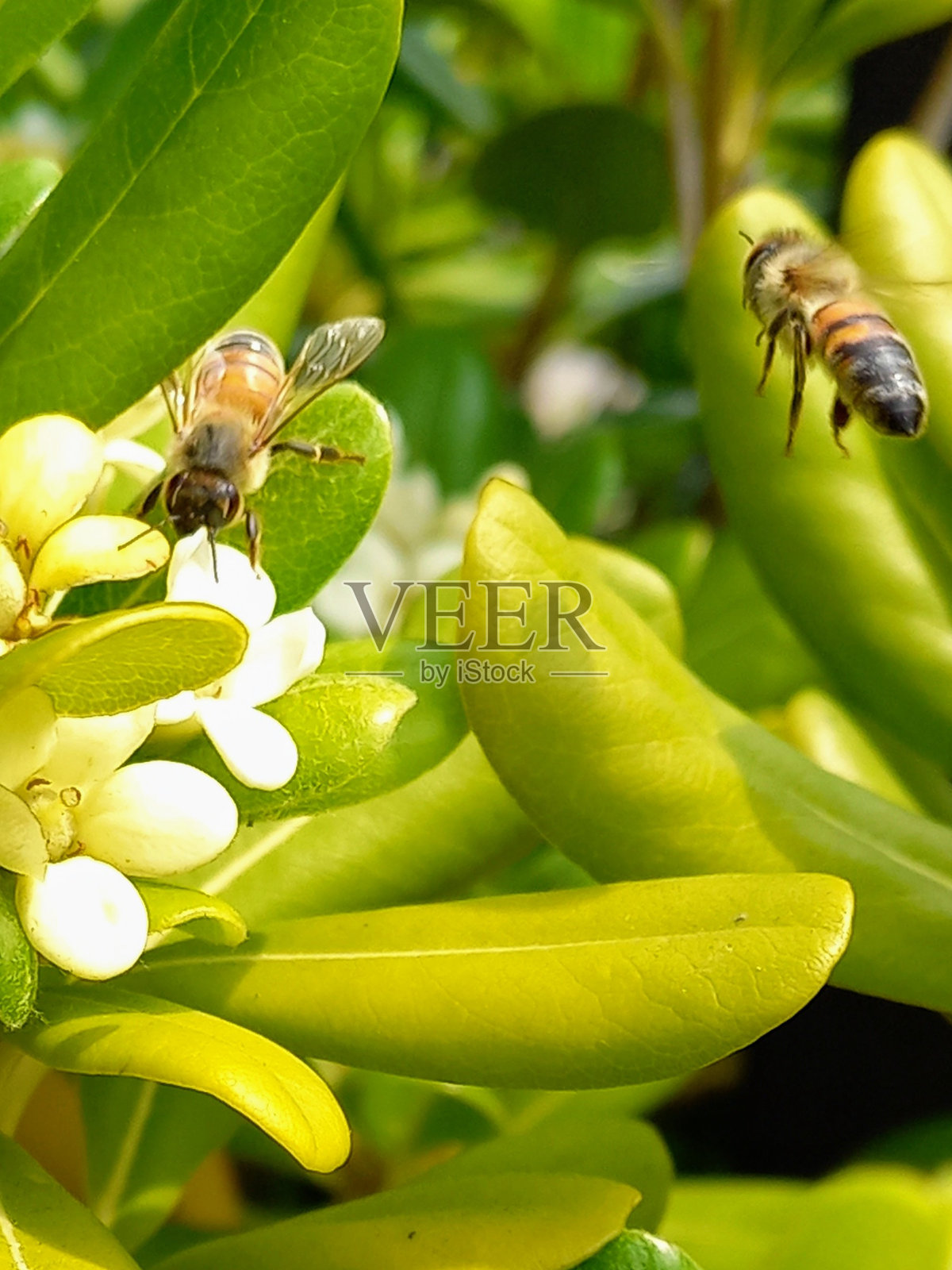 蜜蜂的食物照片摄影图片