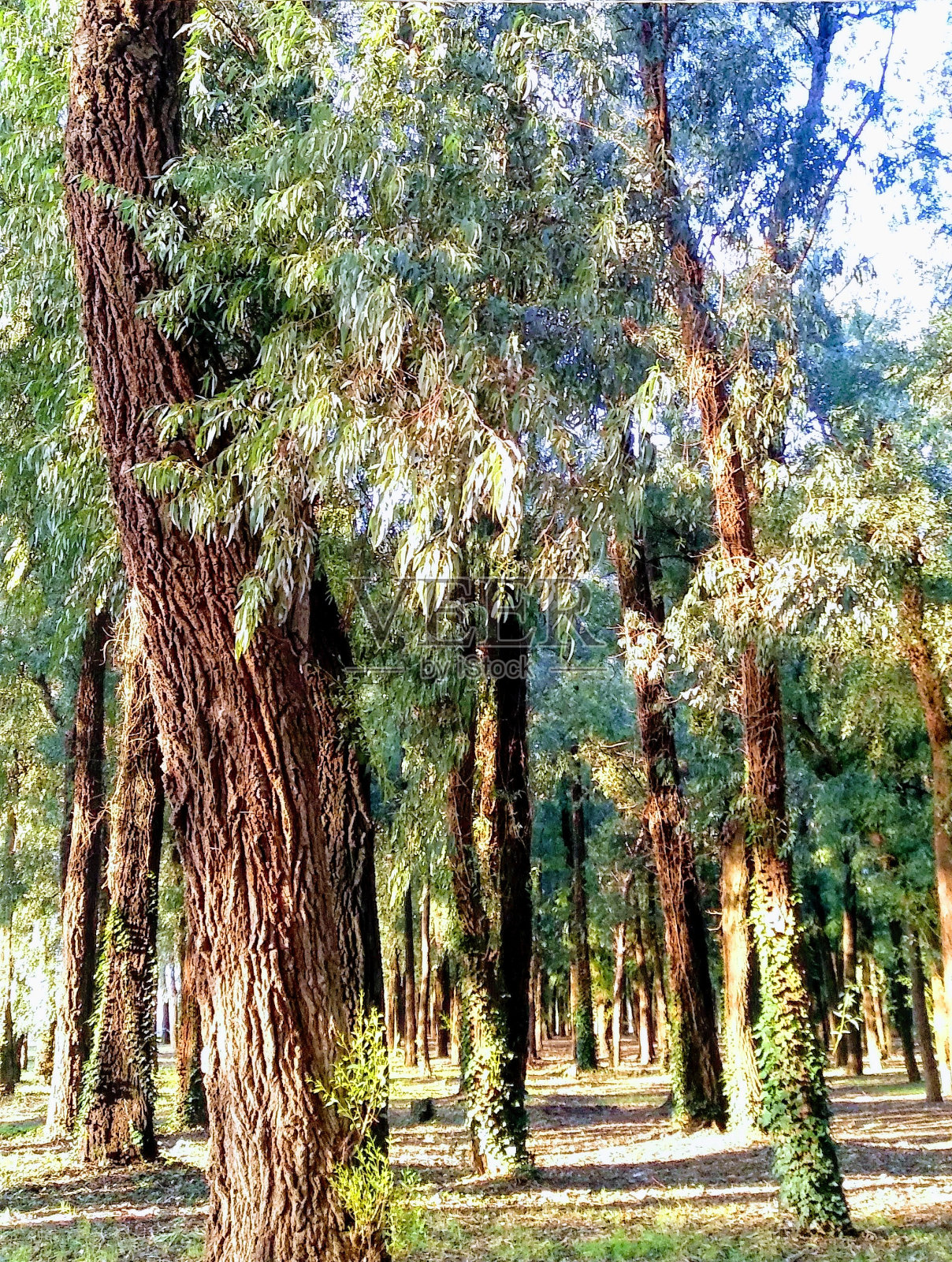 森林照片摄影图片