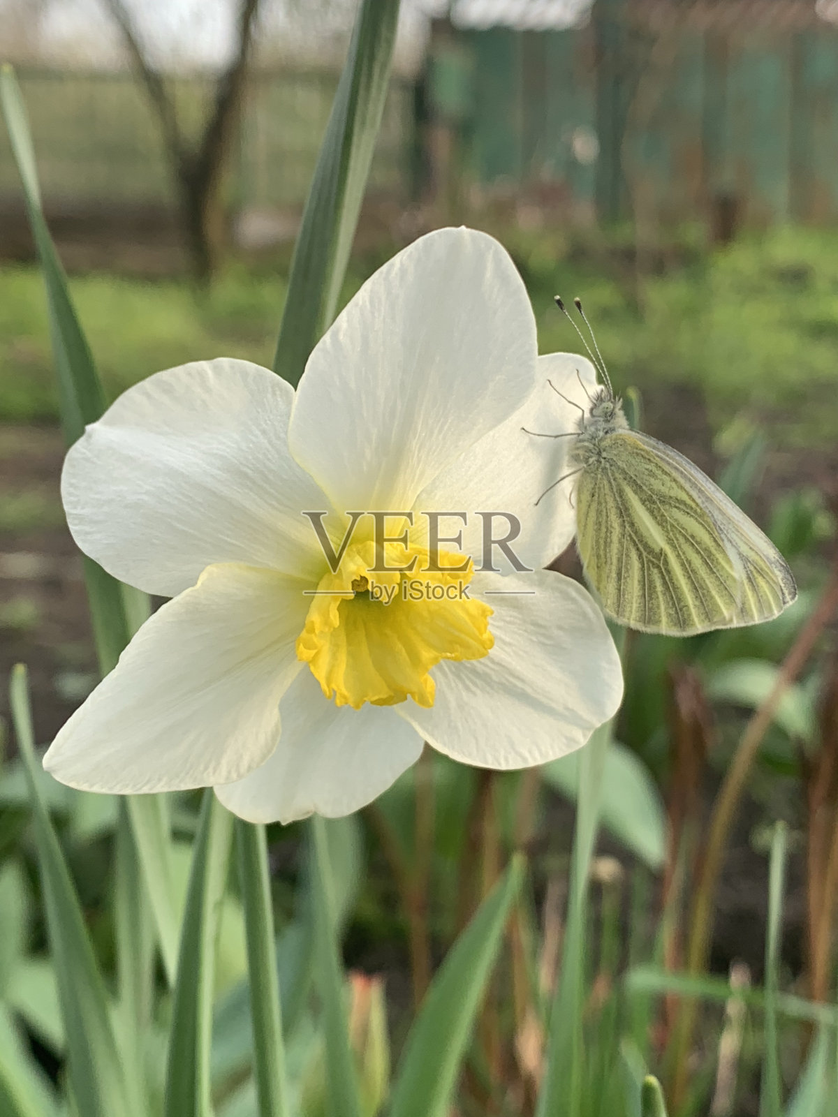 绿色的蝴蝶照片摄影图片