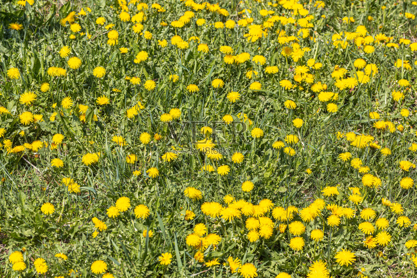 黄色的蒲公英。鲜艳的花朵蒲公英背景的绿色春天的草地。照片摄影图片