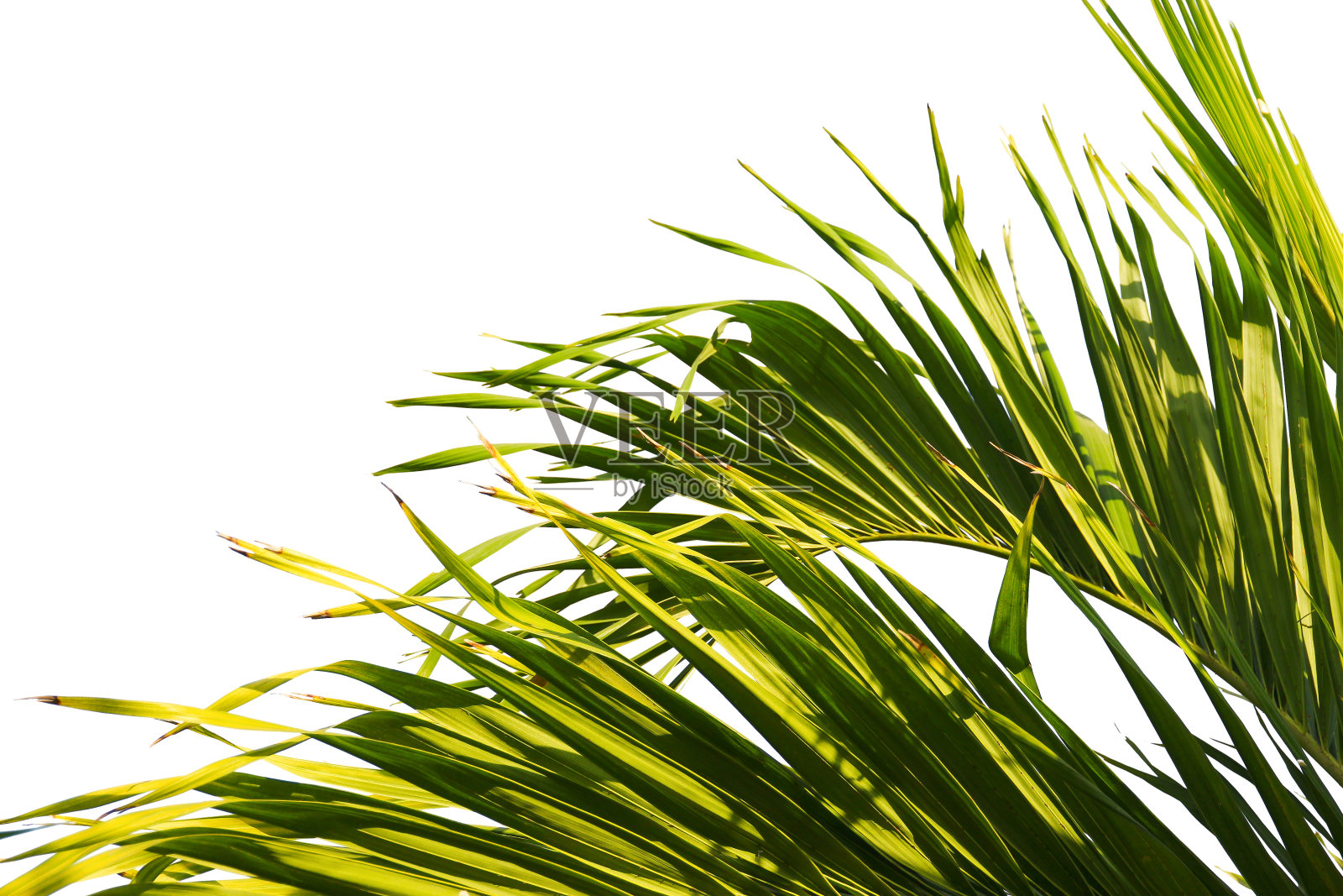 绿色椰子叶或树枝孤立在白色背景与剪辑路径。选择重点。照片摄影图片