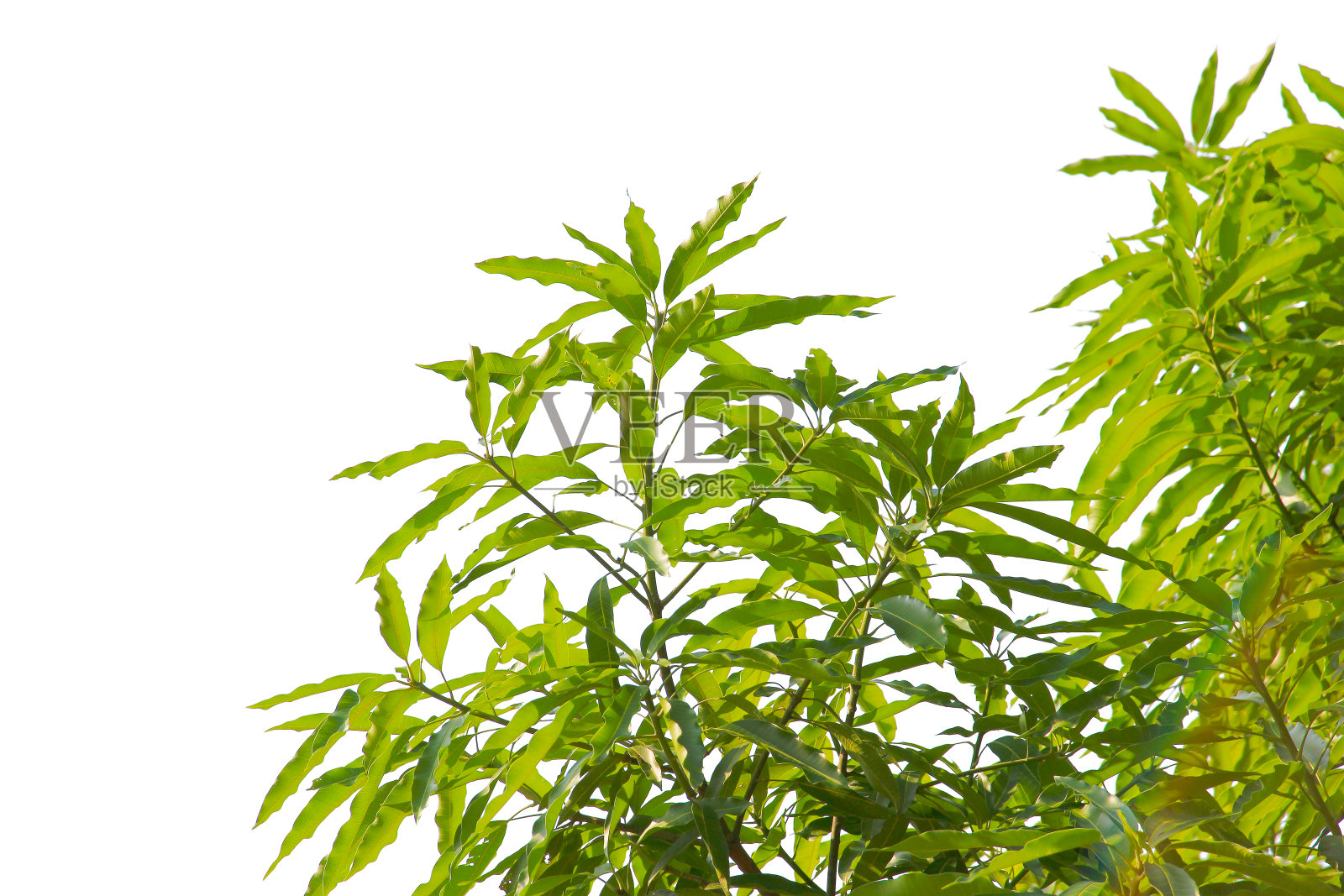 绿色的叶子或树枝孤立在白色的背景与剪辑路径。照片摄影图片