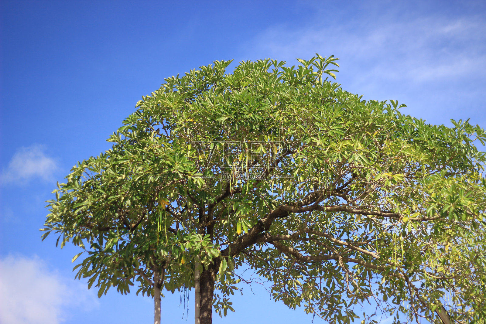 蓝天背景上的树枝。清新美丽的大自然。照片摄影图片