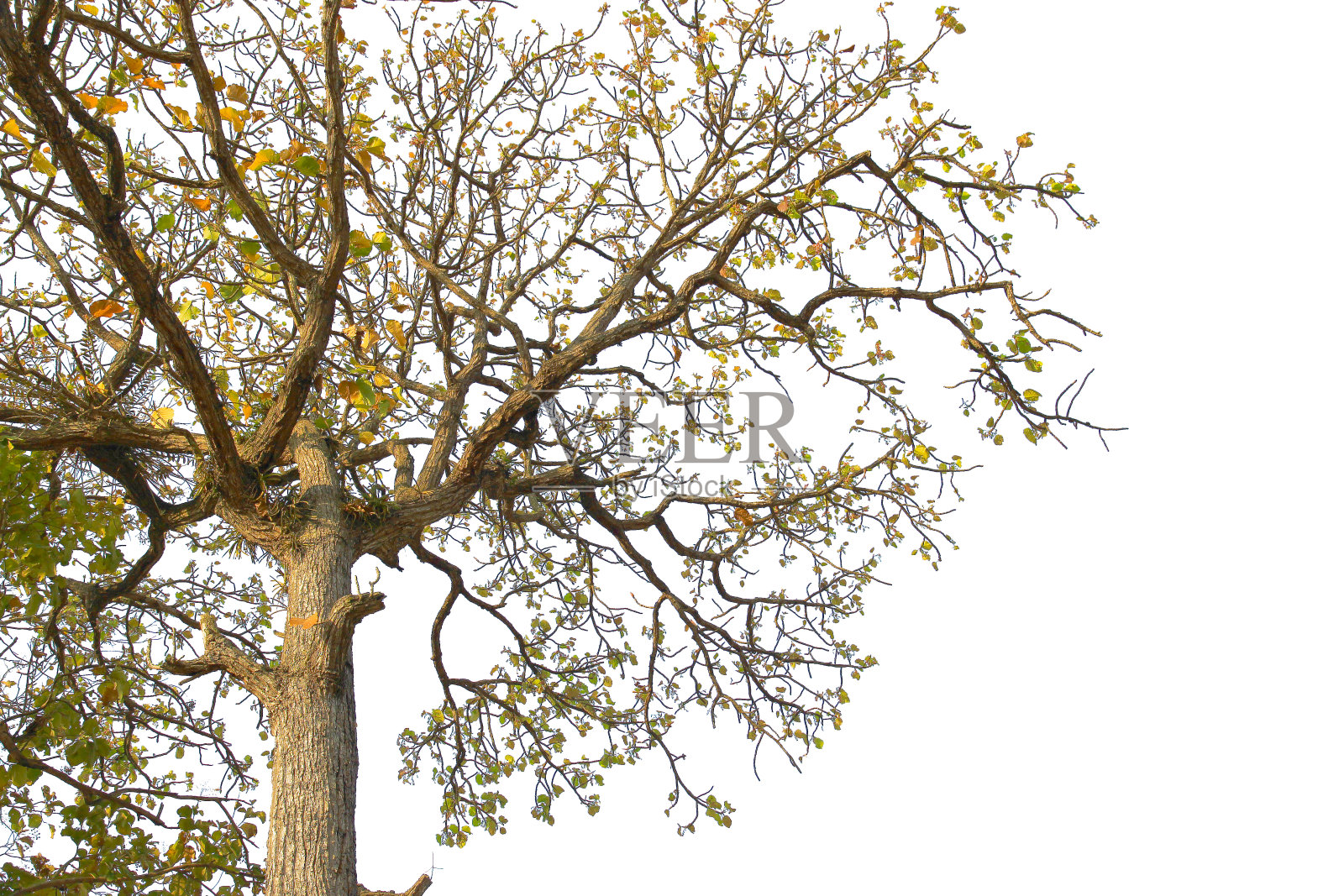 绿色的叶子或树枝孤立在白色的背景与剪辑路径。照片摄影图片