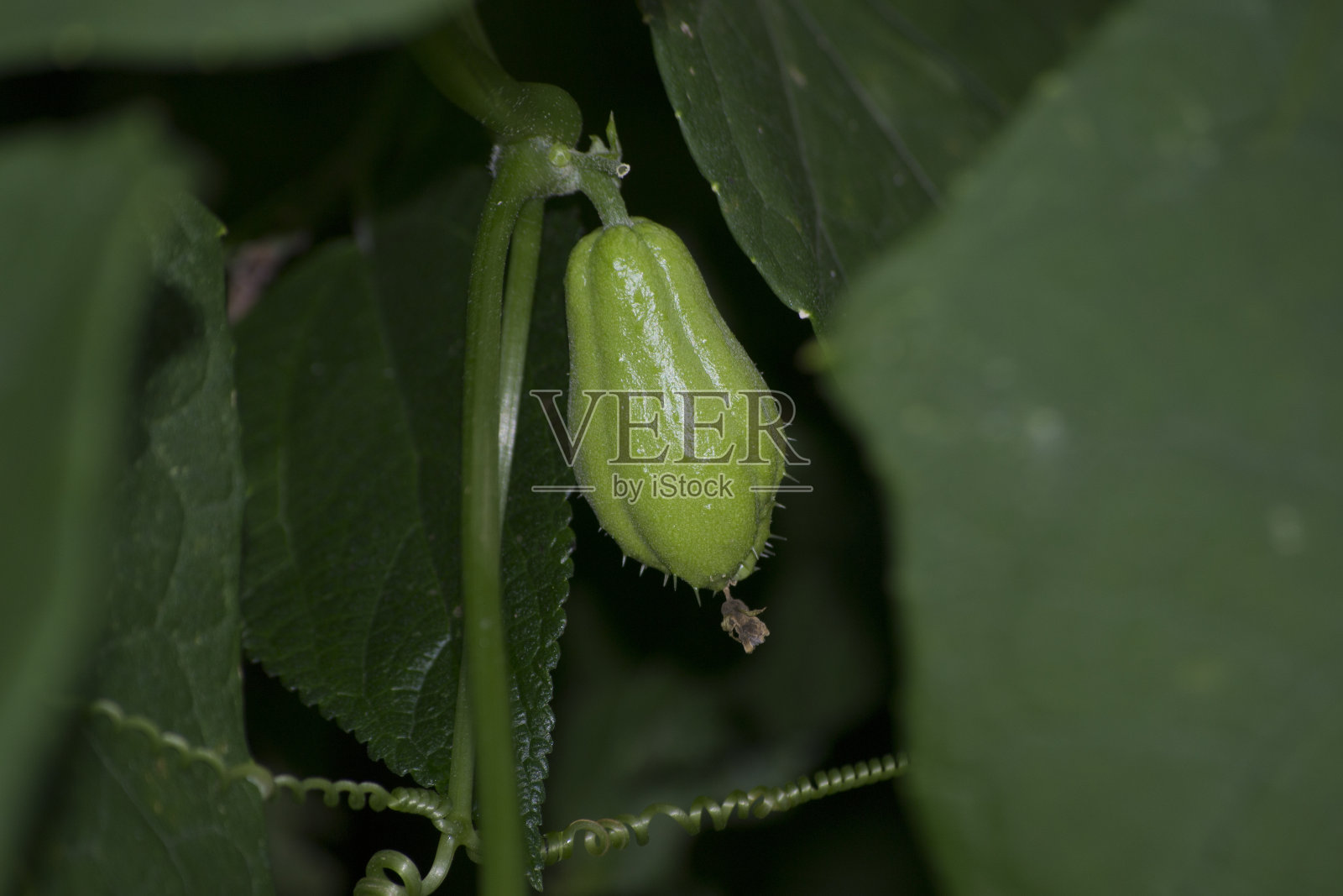 绿色佛手瓜植物-佛手瓜(叶，茎，果)生长照片摄影图片