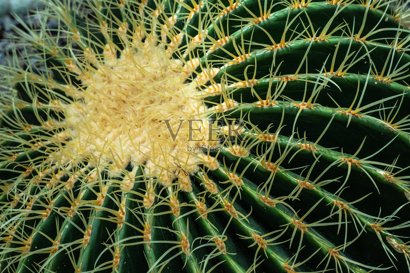 详细为一个典型的桶形仙人掌照片摄影图片