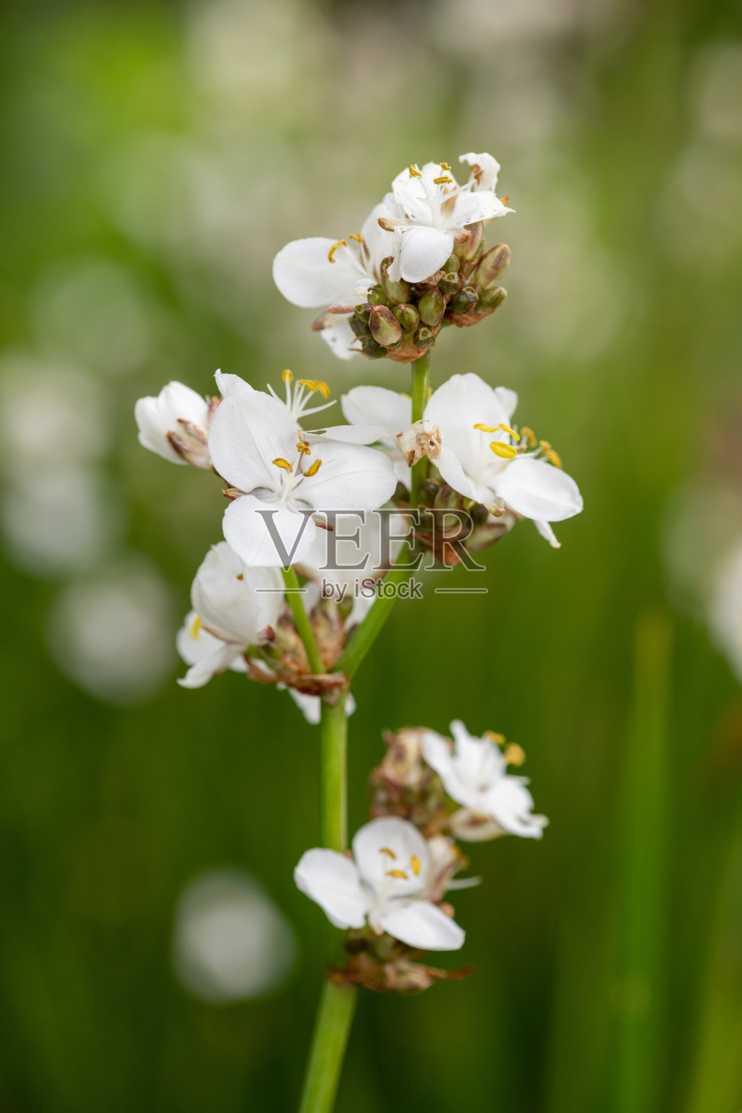 Libertia开大花的照片摄影图片