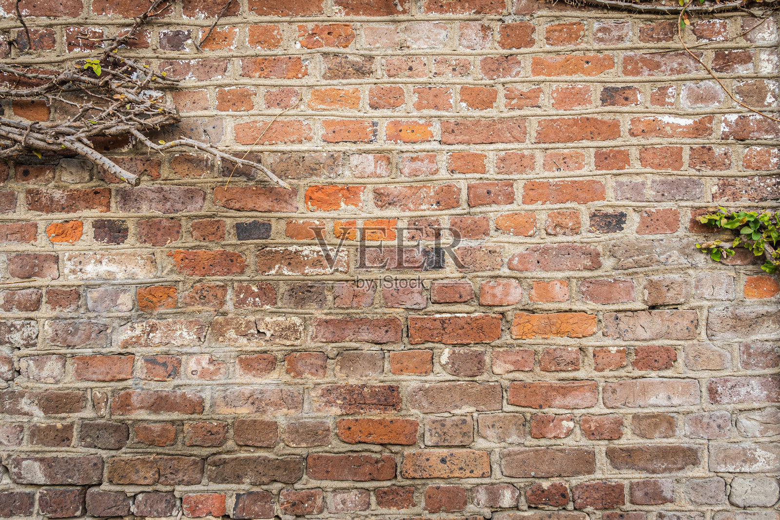 一堵空白的红砖墙，被绿色的树叶风化得很重照片摄影图片