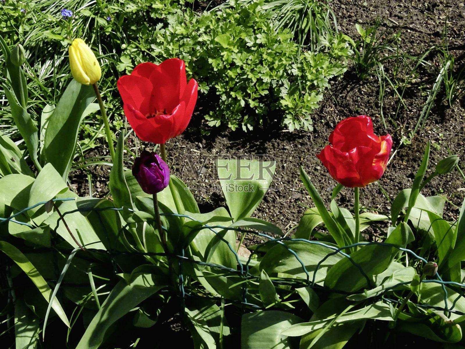 春天的心情照片摄影图片