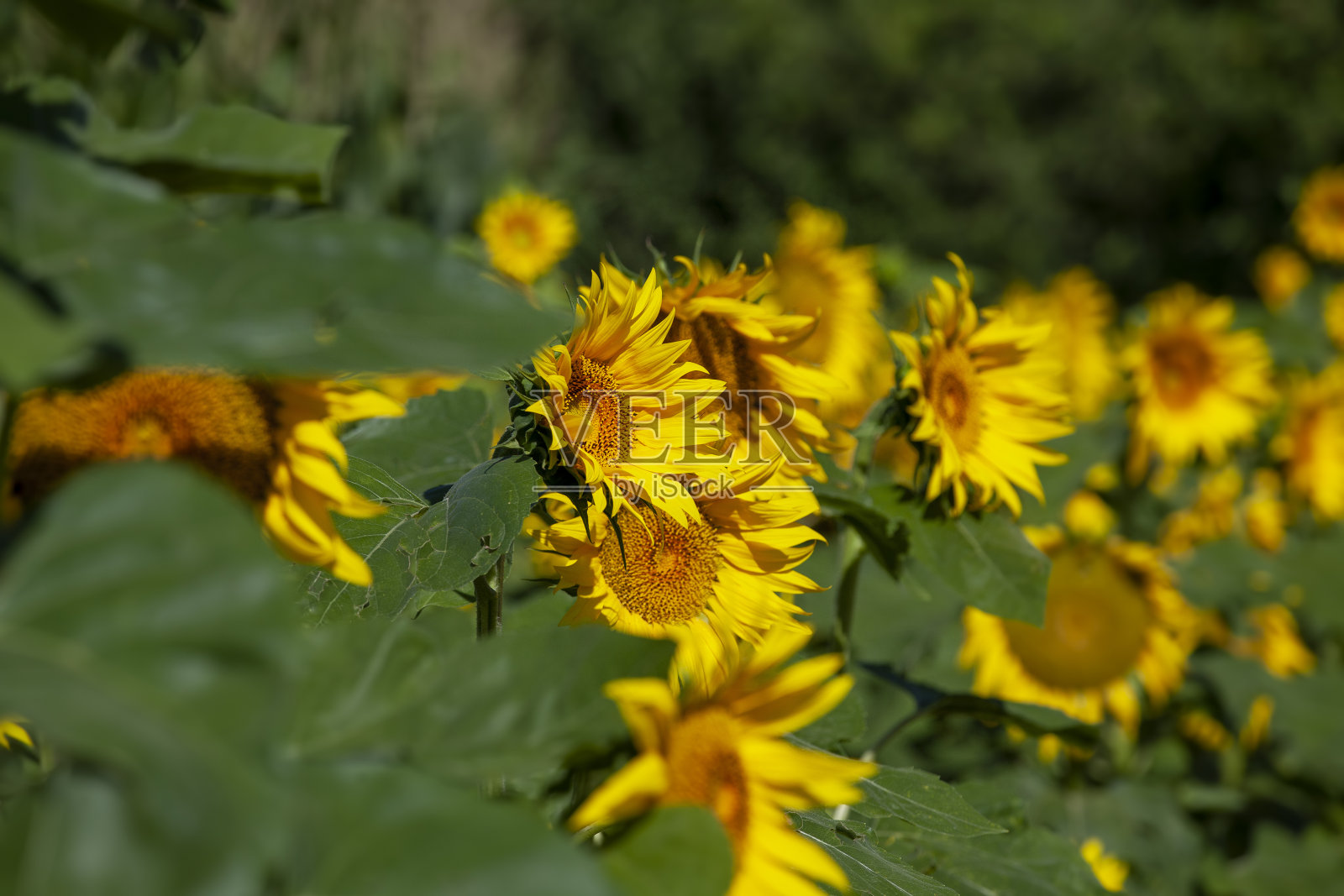 向日葵田种植了大量的向日葵，增加了粮食的收成照片摄影图片