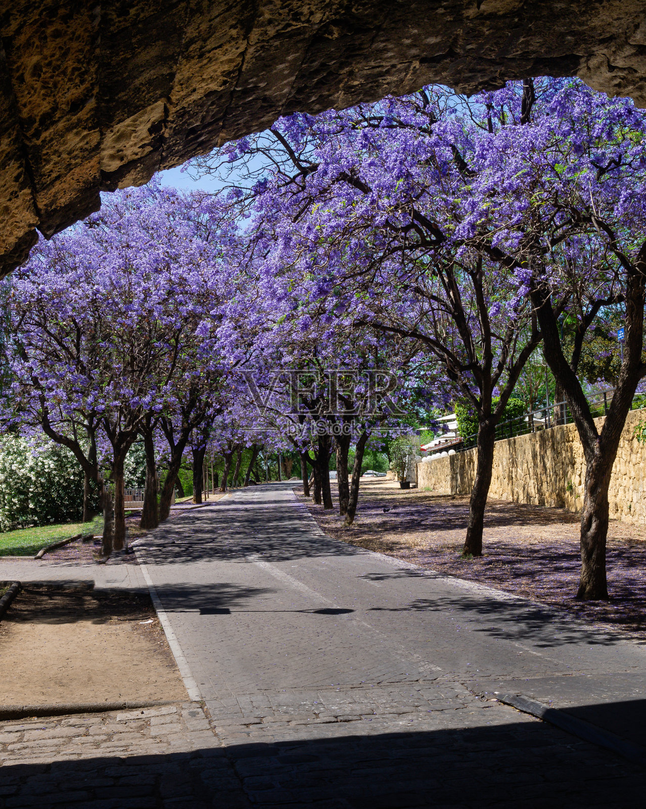 西班牙塞维利亚市的一条街道上，盛开着紫花苜蓿的美丽照片。照片摄影图片