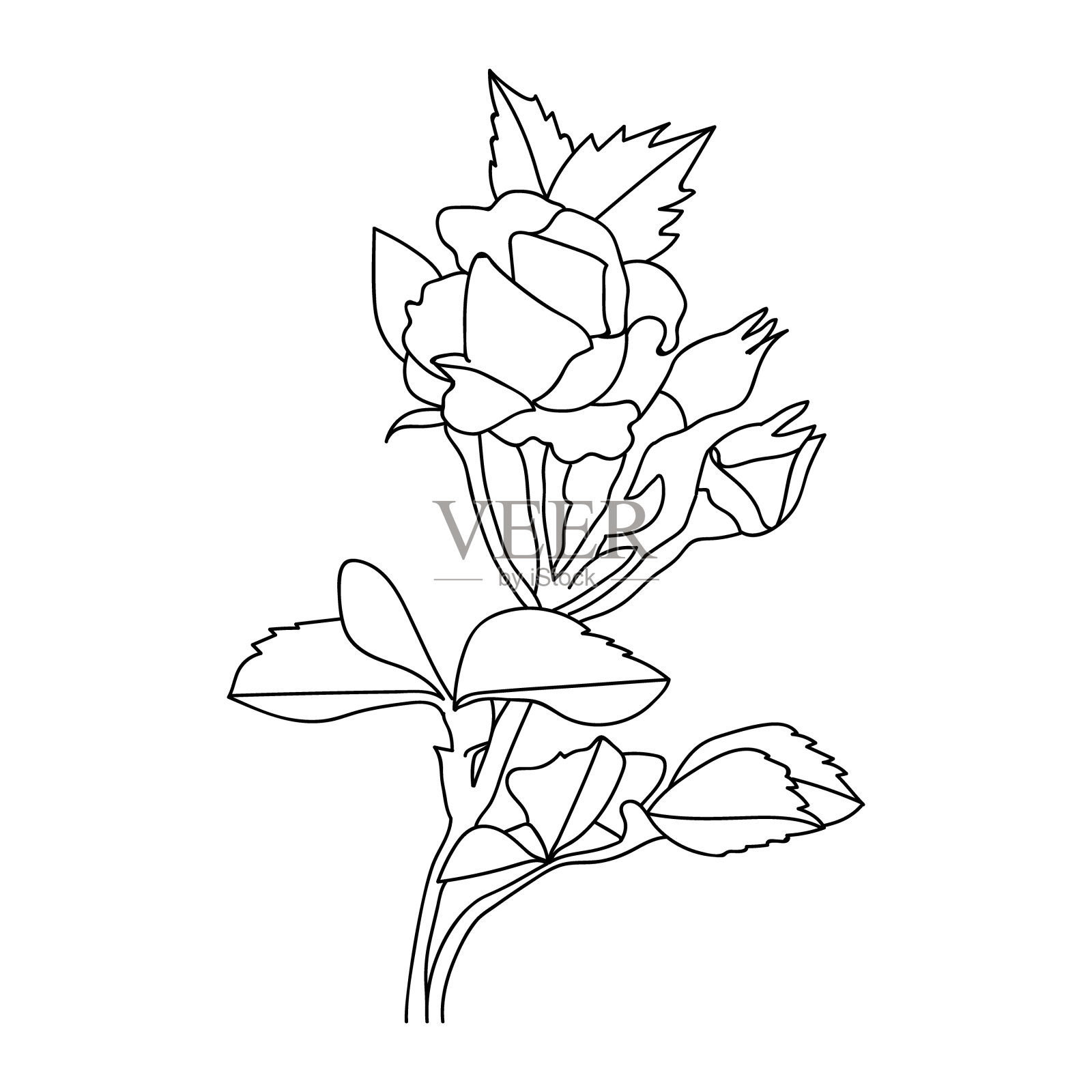 简约玫瑰轮廓，写实玫瑰轮廓，线条画写实玫瑰轮廓，玫瑰素描纹身设计，玫瑰素描纹身设计，线条画传统玫瑰纹身设计，传统玫瑰纹身线条画。插画图片素材