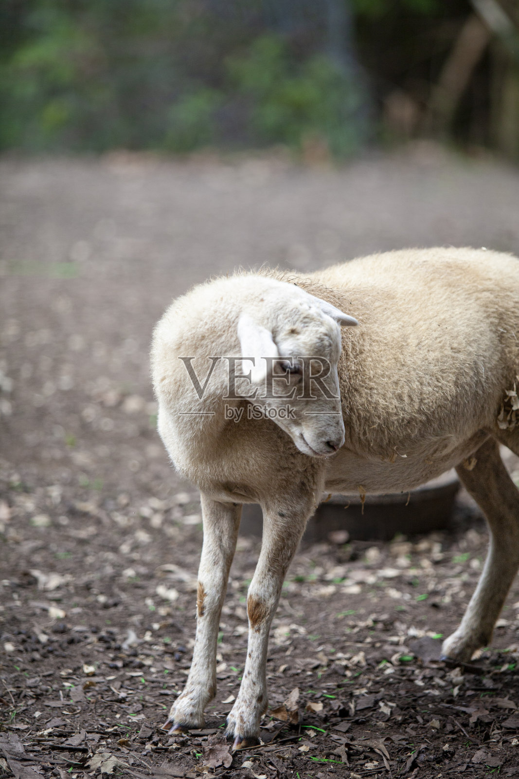 白色的羊照片摄影图片
