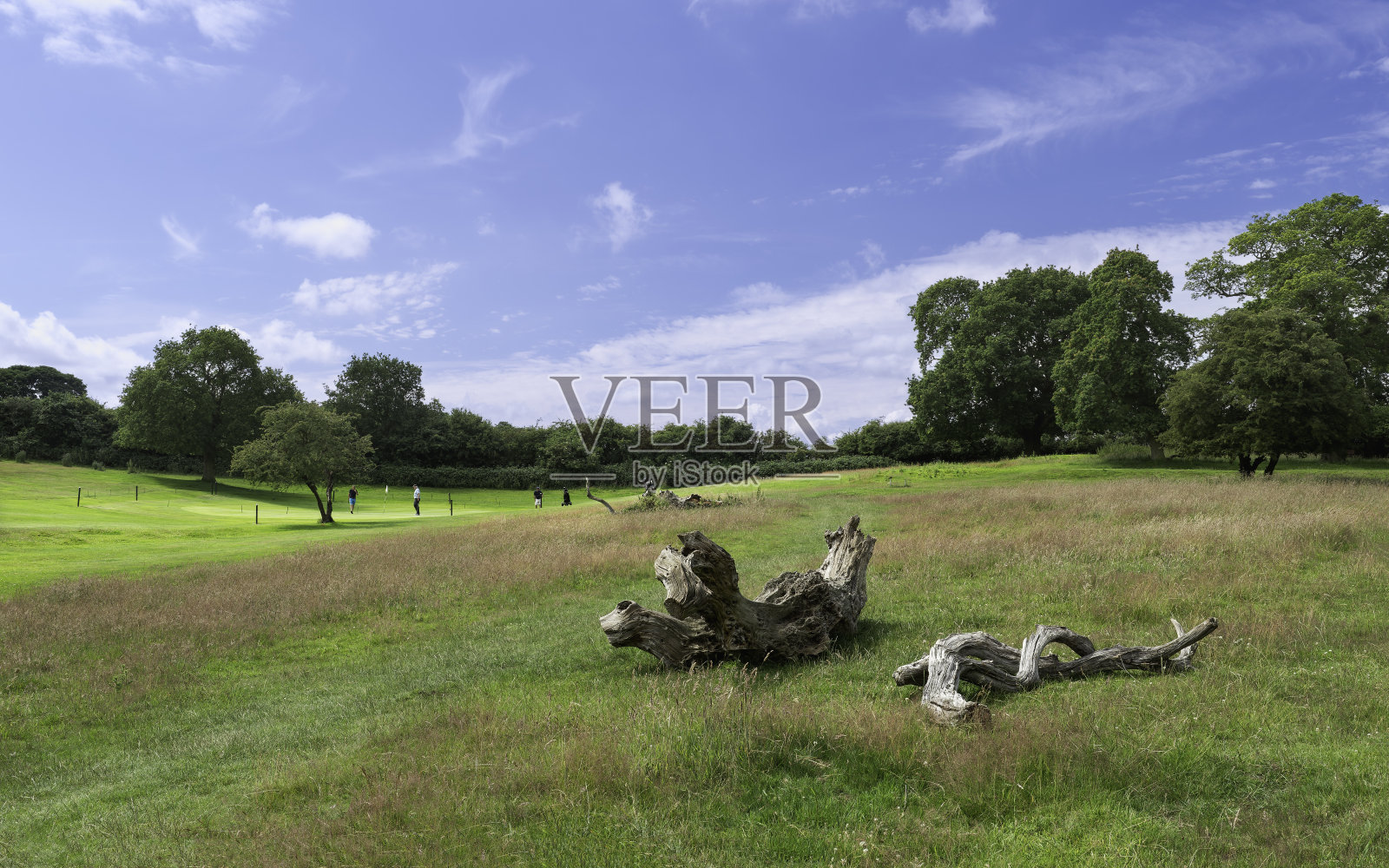 韦斯特伍德公共公园由高尔夫球手共享，两侧是树木。英国贝弗利。照片摄影图片