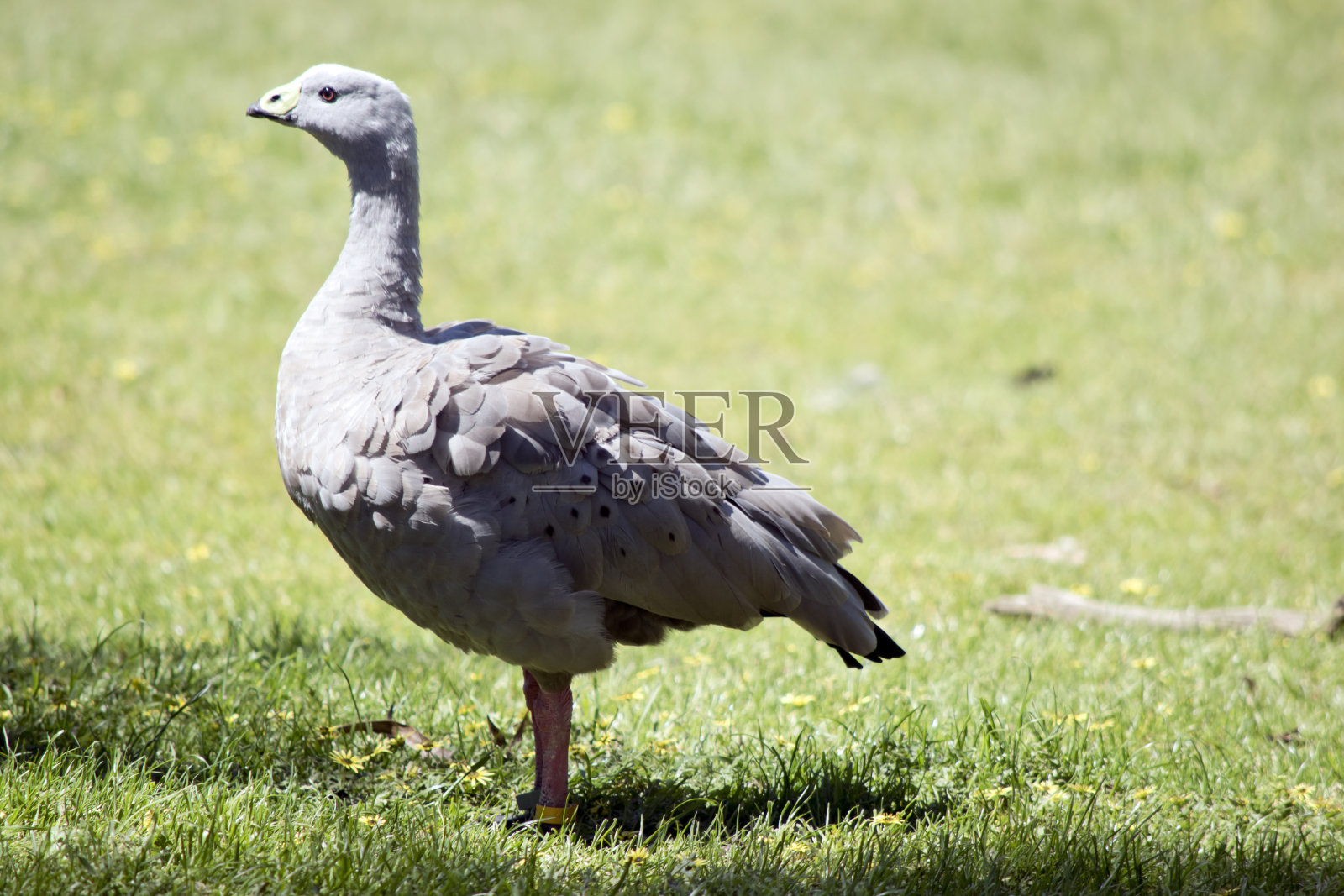 这是角秃鹅的侧视图照片摄影图片