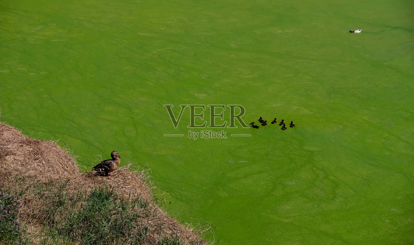 自然环境中的野鸭和小鸭子。浮萍的表面。照片摄影图片